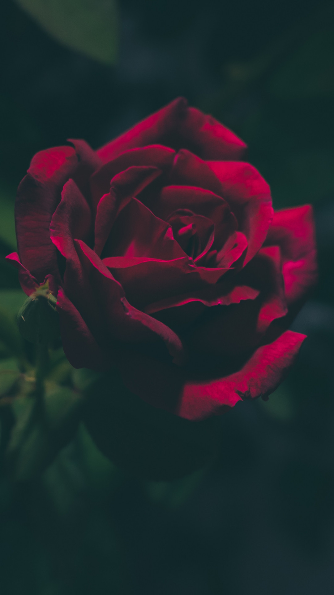 1080x1920 Blood-Red Rose iPhone Wallpaper