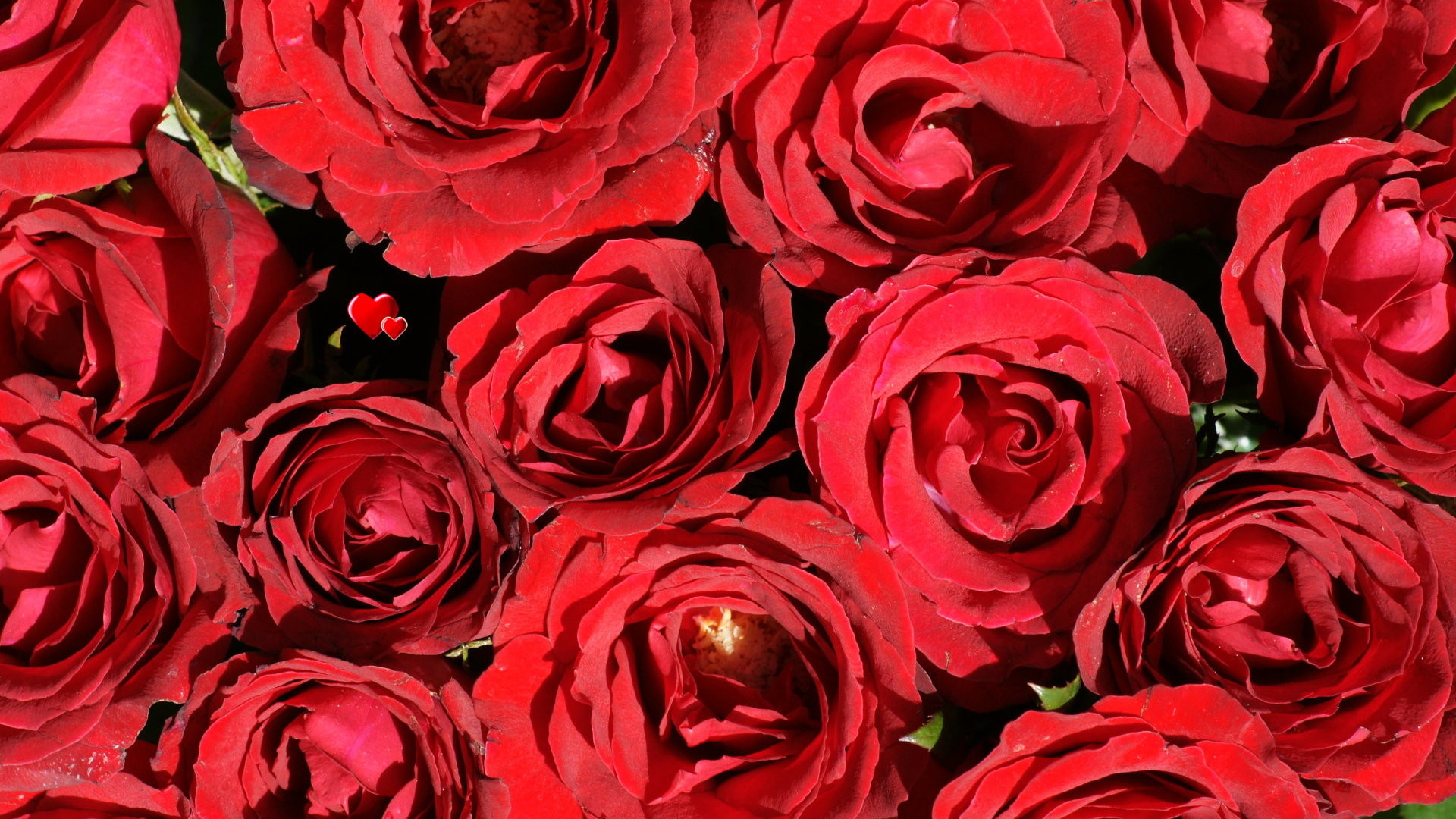1920x1080 red beautiful rose image