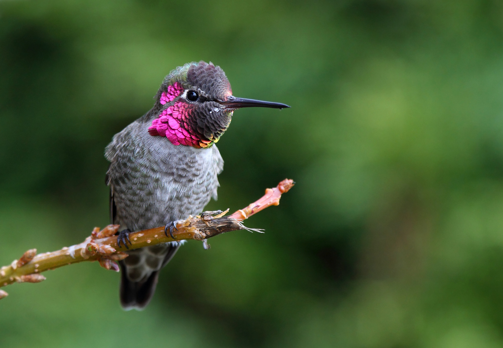 2048x1417 humming birds wallpapers and backgrounds | nature, birds, bird, branch,  hummingbird