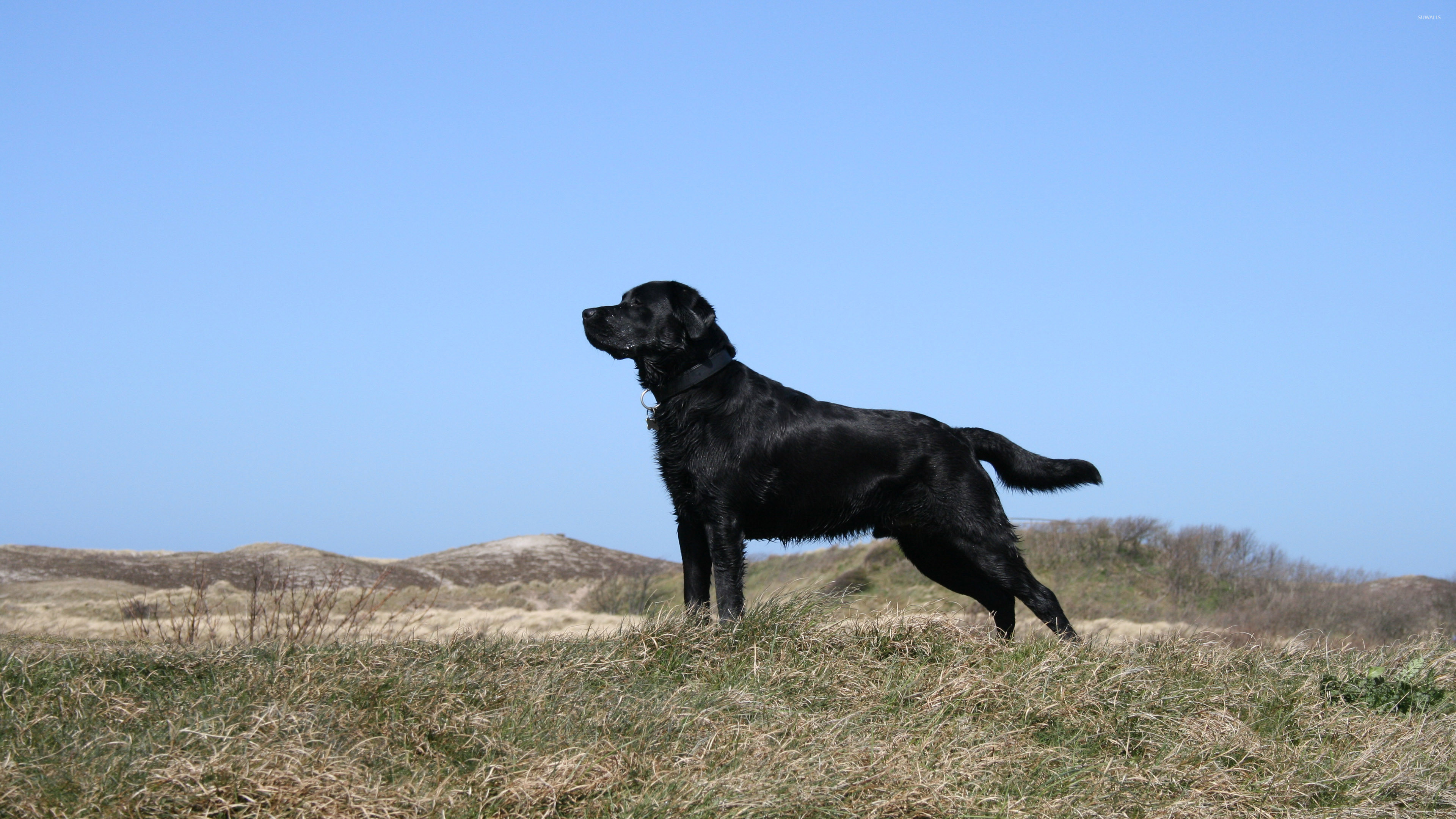 Black Lab Wallpaper (44+ images)