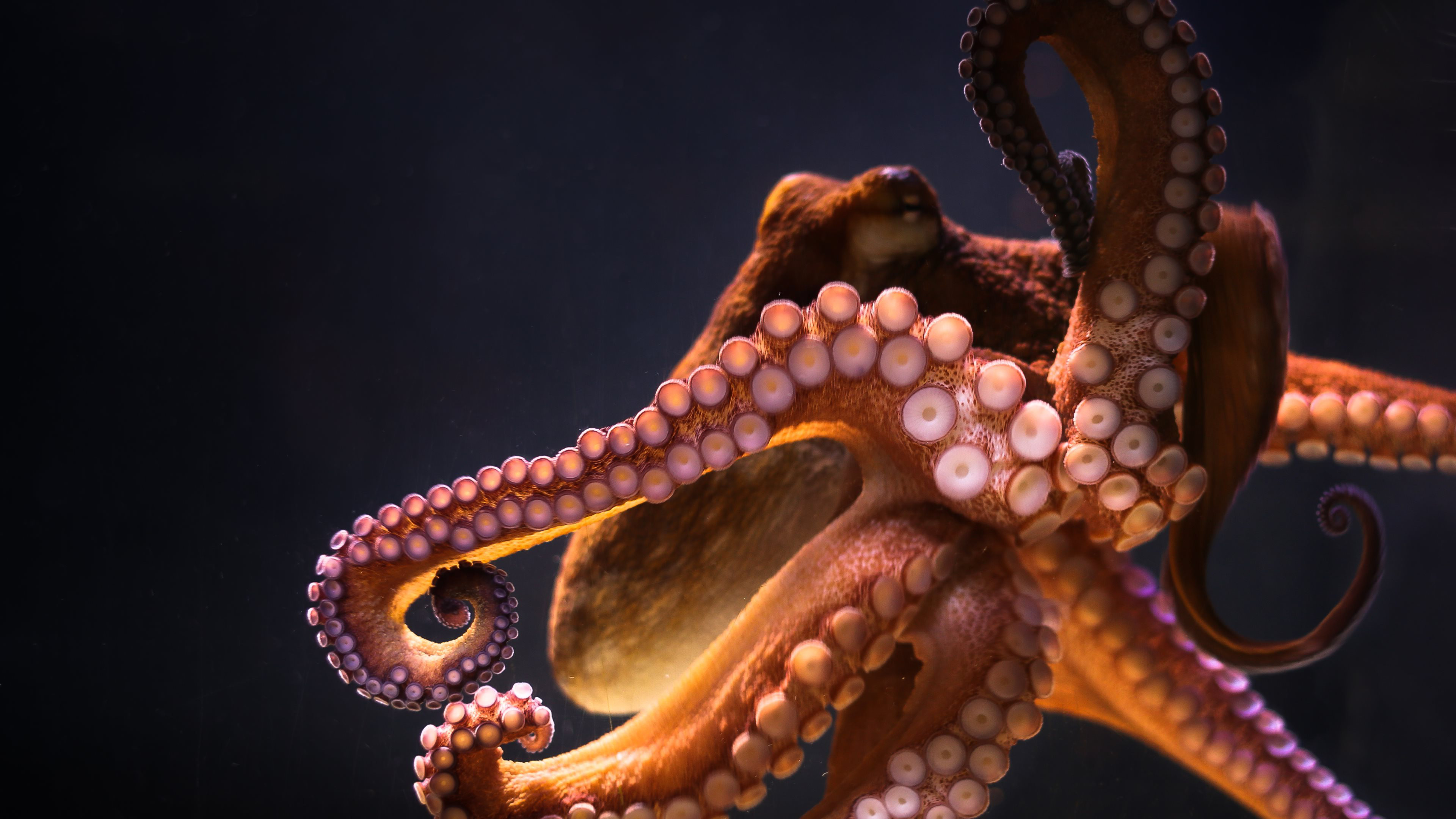 3840x2160 wallpaper backgrounds doggone animal wallpapers and Â· animals octopus hd ...