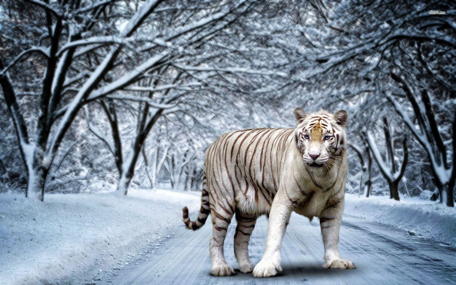 1920x1200 Tigers White Tigers High Definition Wallpapers