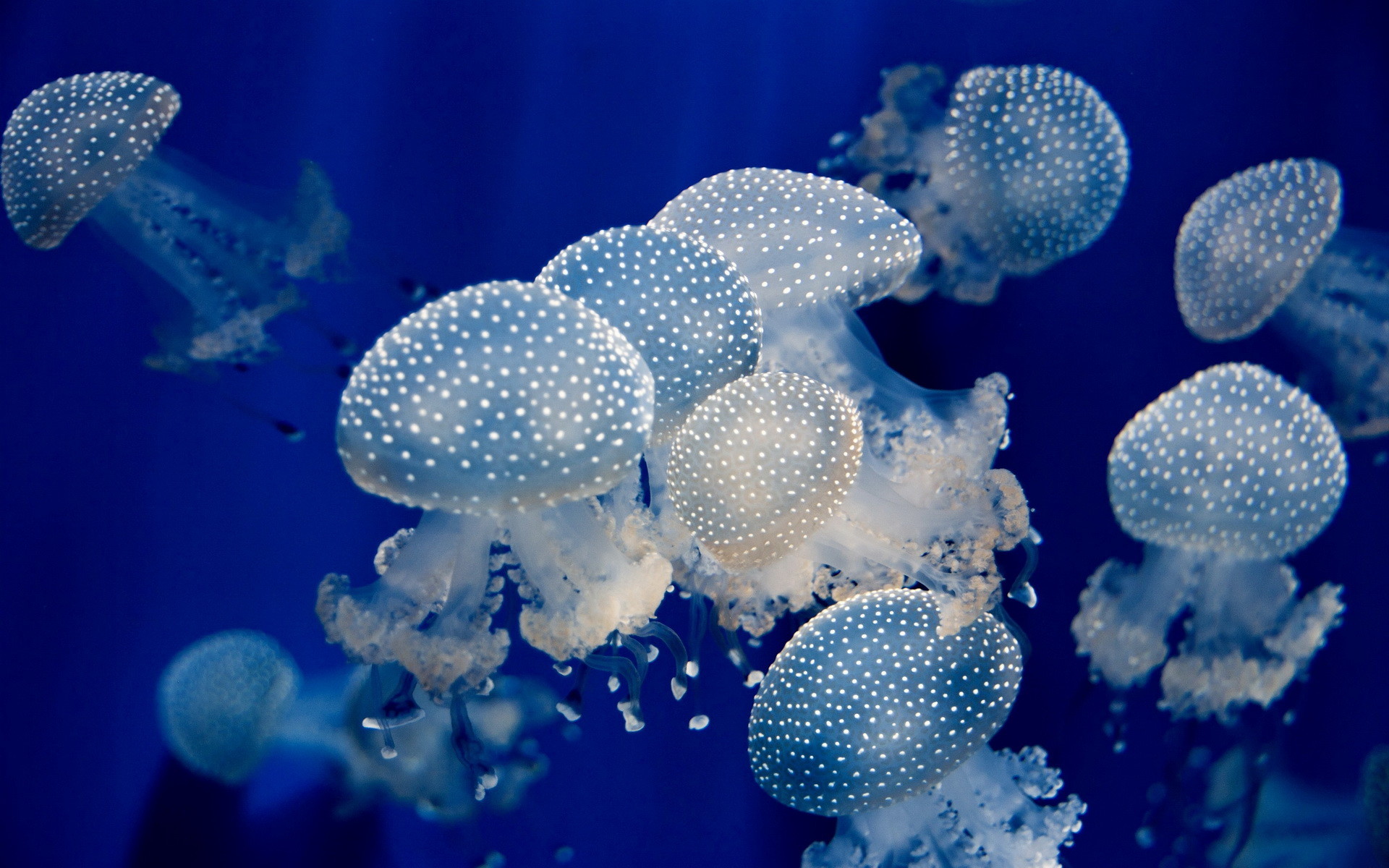 1920x1200 Underwater jellyfish ocean sea wallpaper |  | 35644 | WallpaperUP