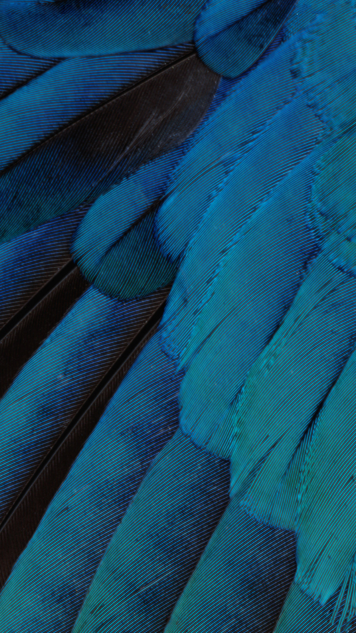 1152x2048 iOS 9 Feather Wallpaper #2