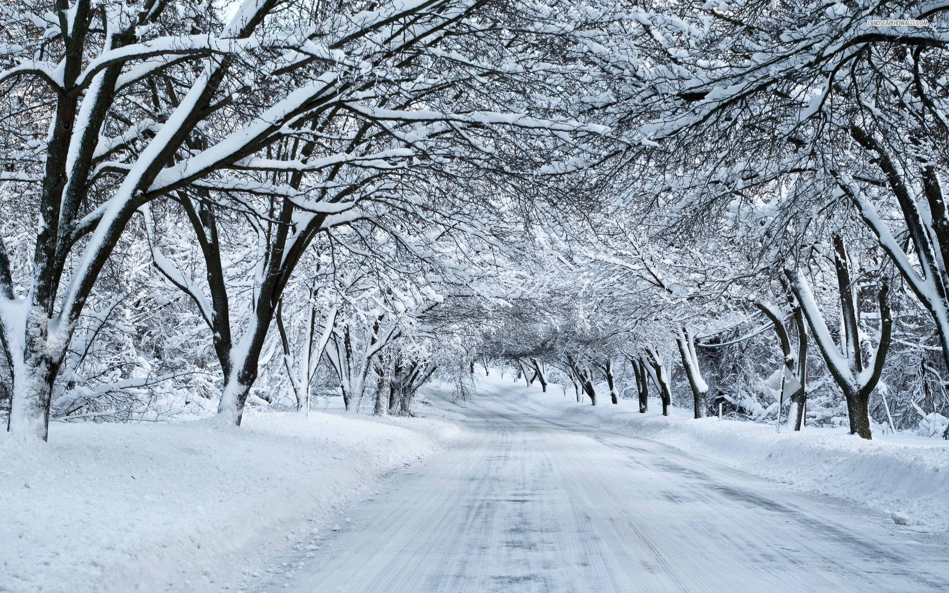 1920x1200 Thick Snowy Trees & White Road wallpapers and stock photos