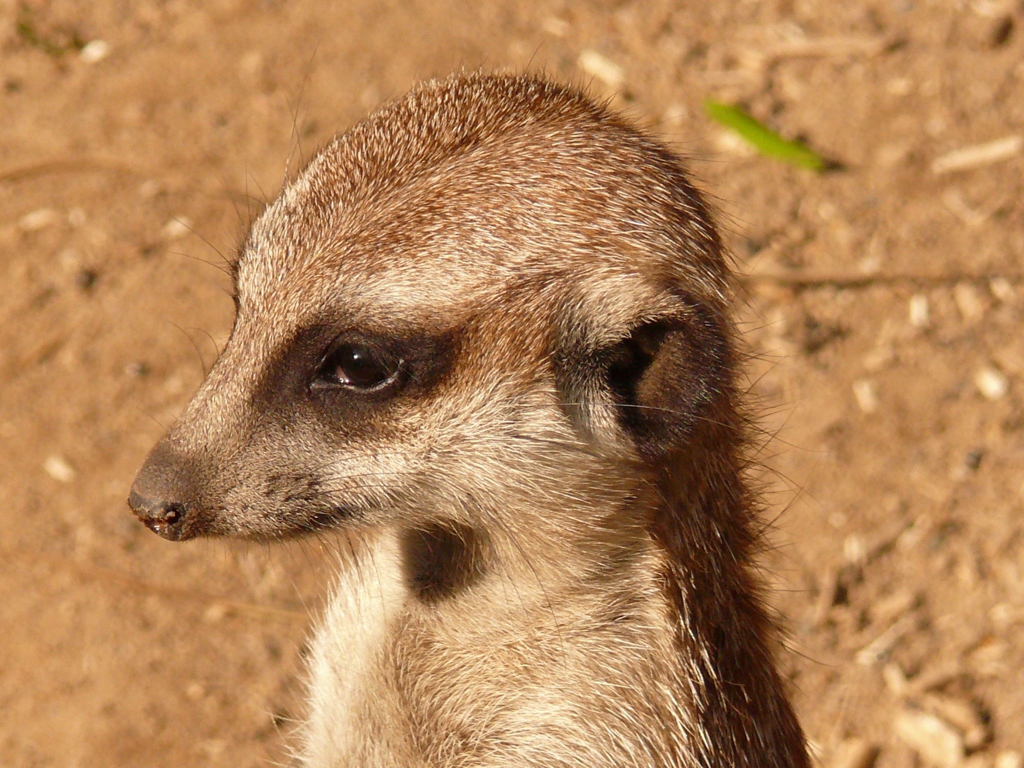 2048x1536 brown and white meerkat