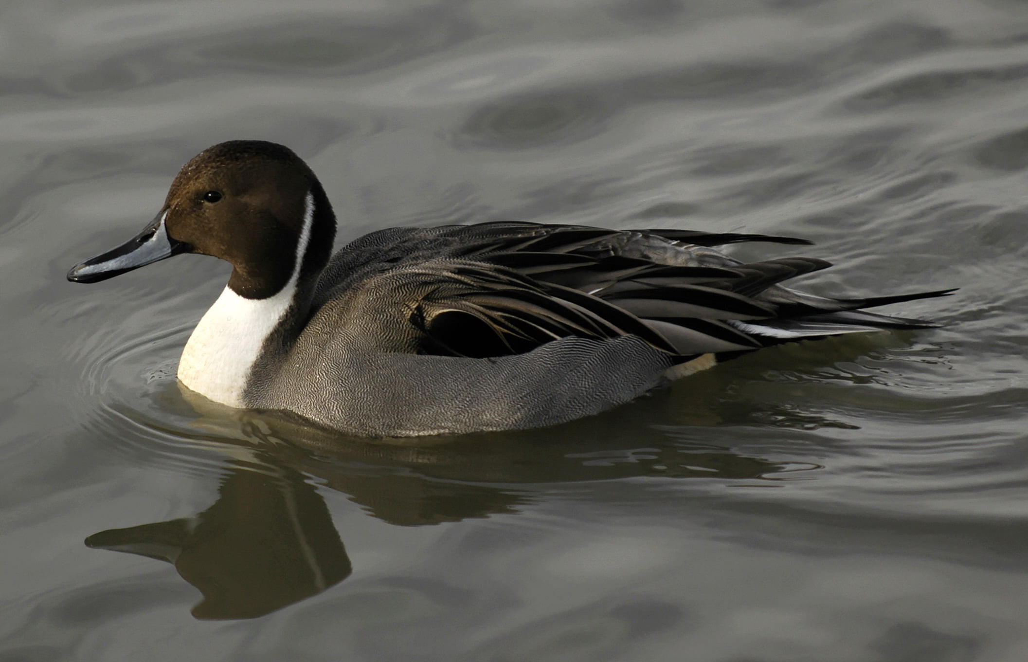 2113x1360 black and whit duck, northern pintail HD wallpaper