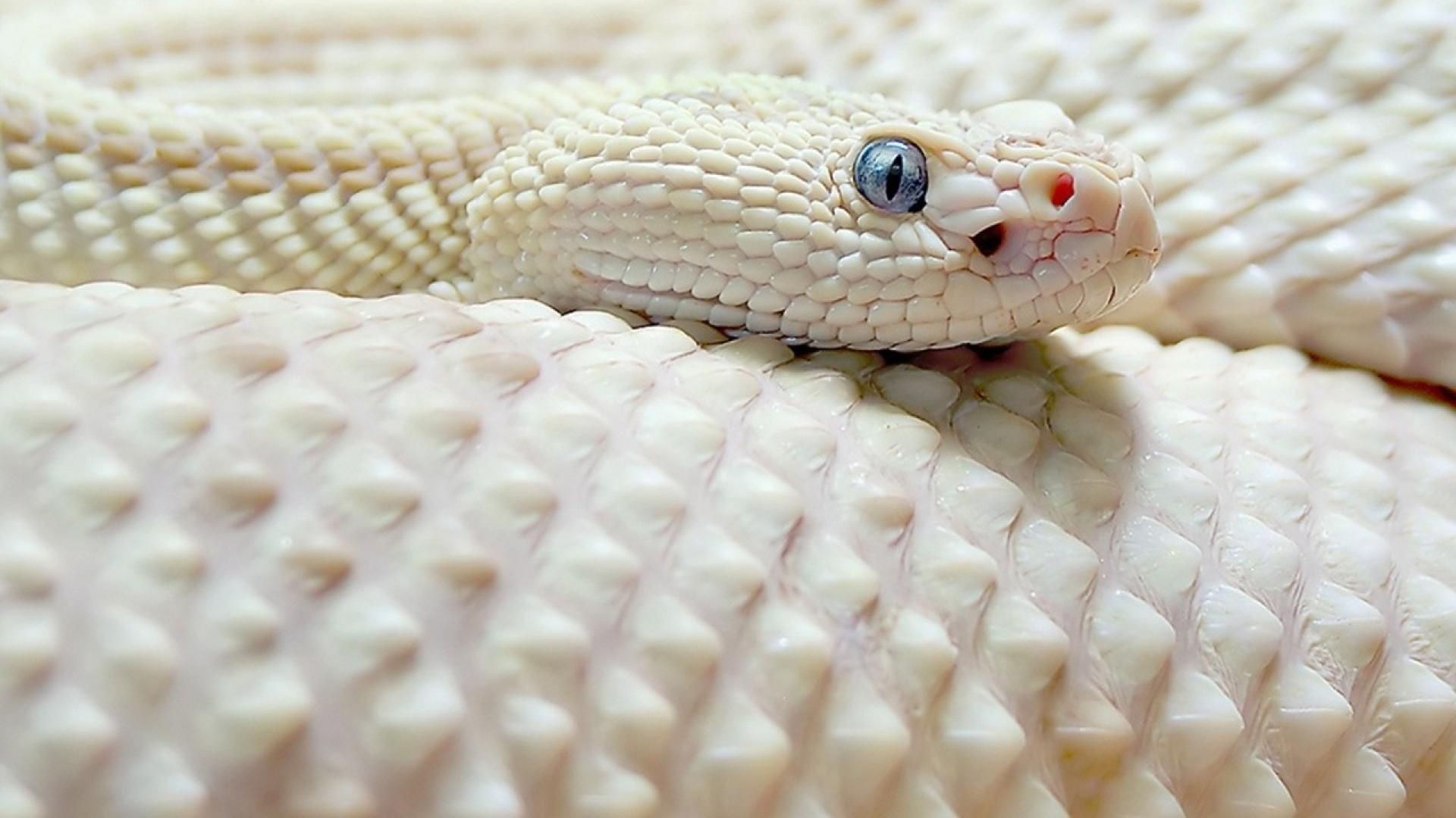 White Snakes Wallpapers  Top Free White Snakes Backgrounds   WallpaperAccess