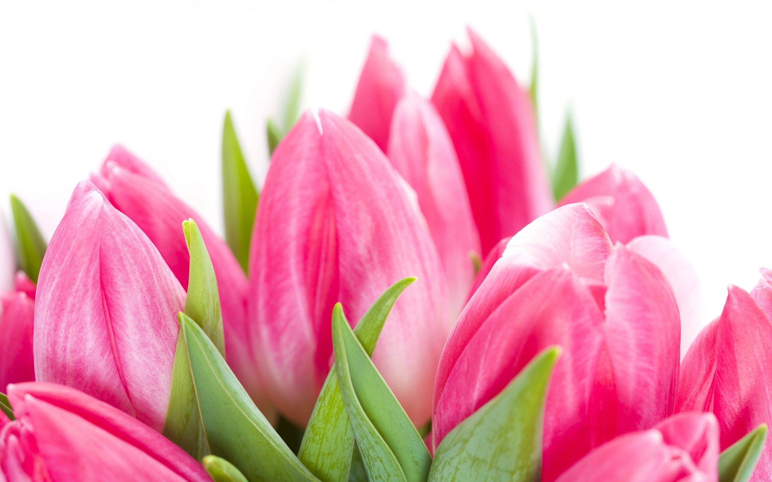 2560x1600 Pink Tulip Wallpaper - WallpaperSafari 15 best bunga tulip images on  Pinterest | Tulips flowers, Flowers .