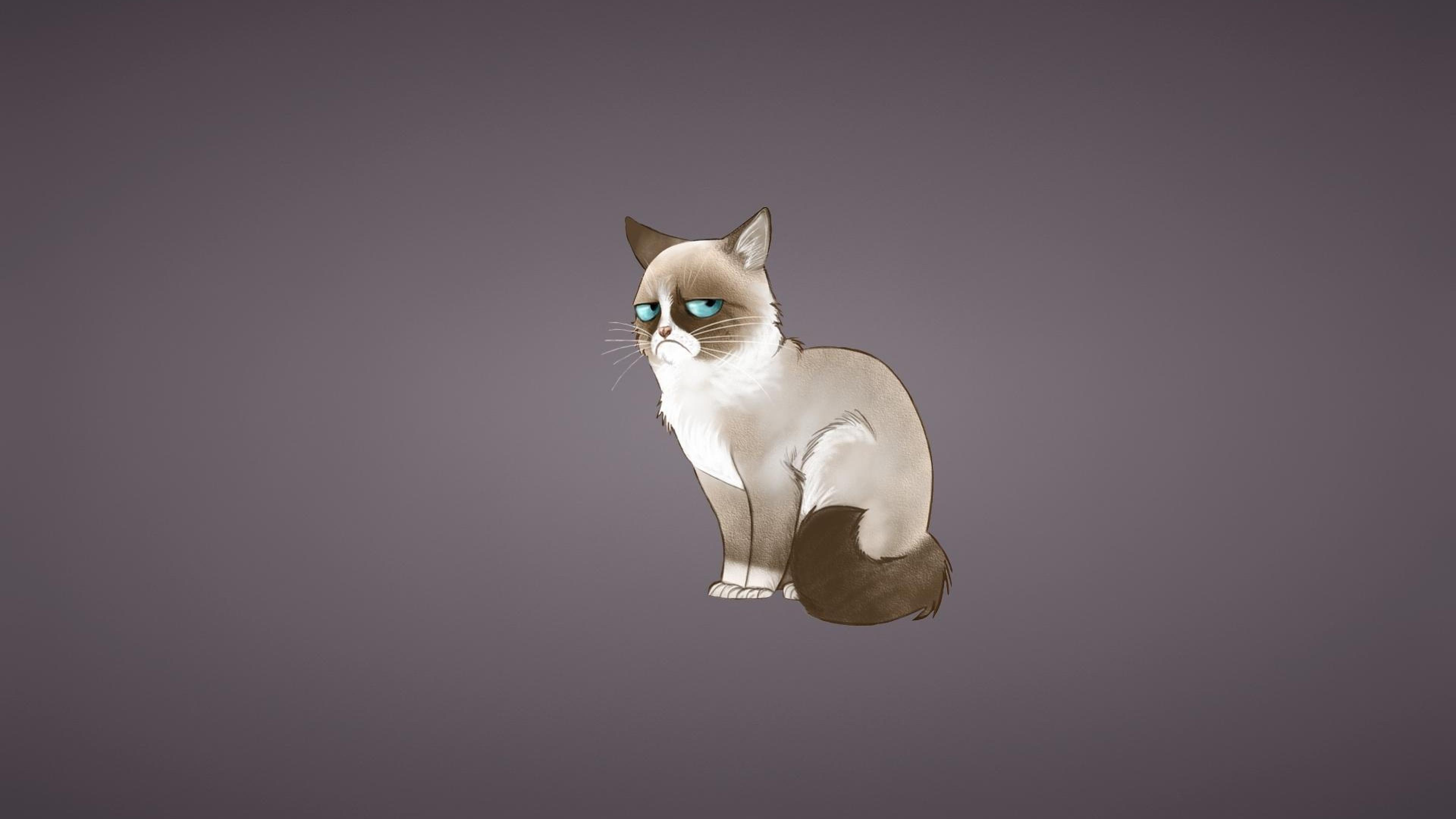 3840x2160 Pretty Zvn:851 - Grumpy Cat Wallpapers, Magnificent Grumpy Cat Hd with  Mesmerizing Iphone