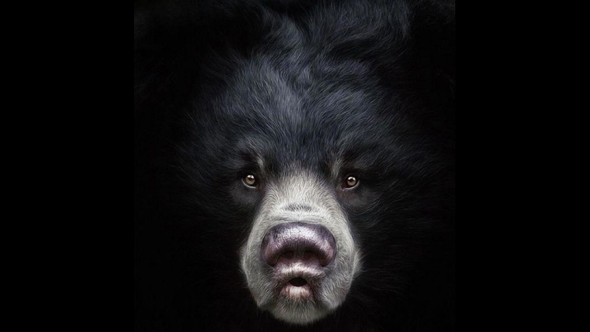 1920x1080 Black Bear HD.
