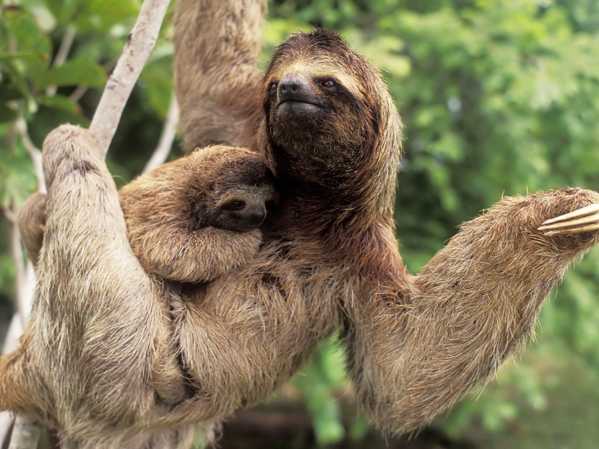 1920x1440 Sloth or Sloths are medium-sized mammals belonging to the families  Megalonychidae (two-