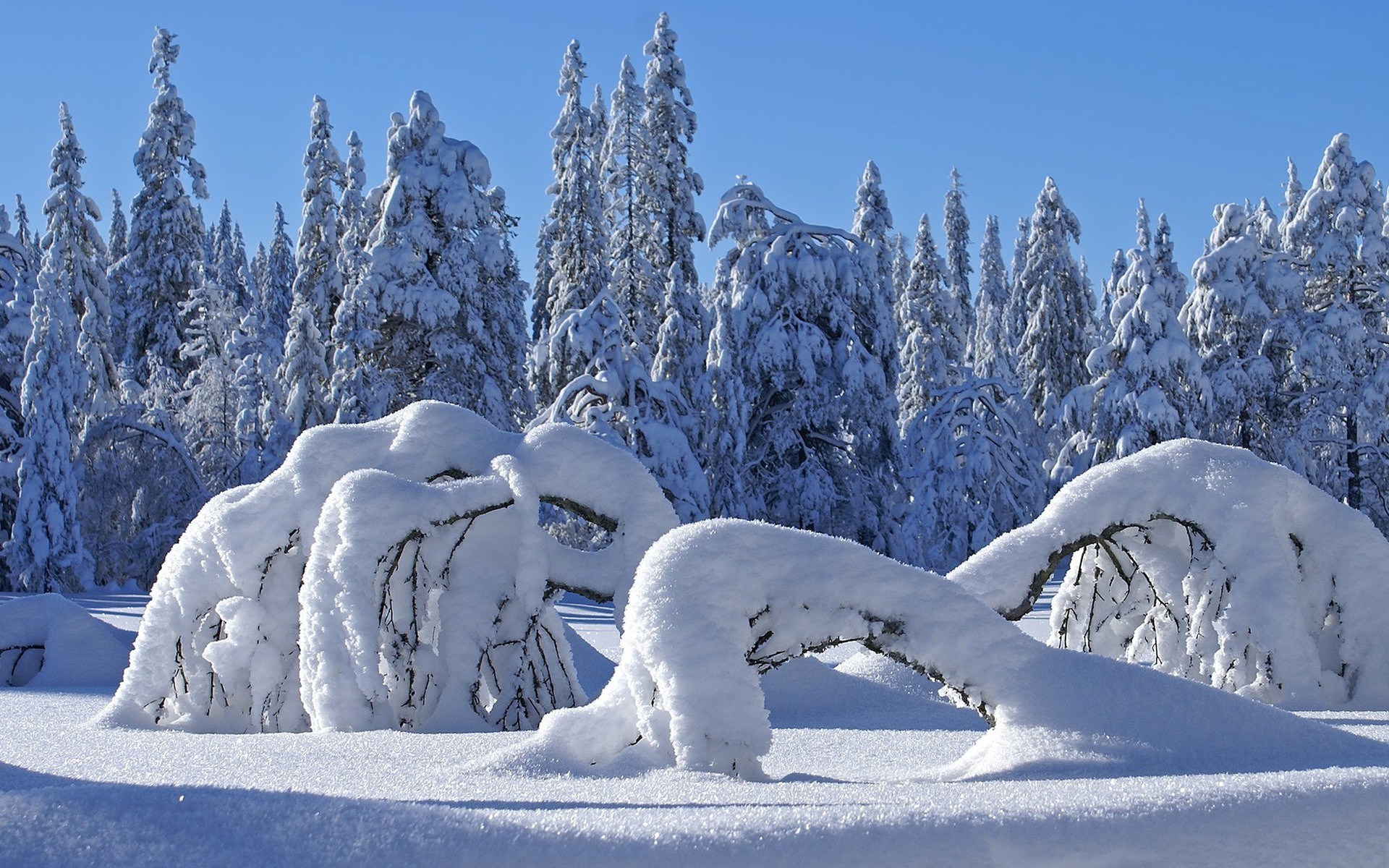 1920x1200 Snowy Trees Desktop Background. Download  ...