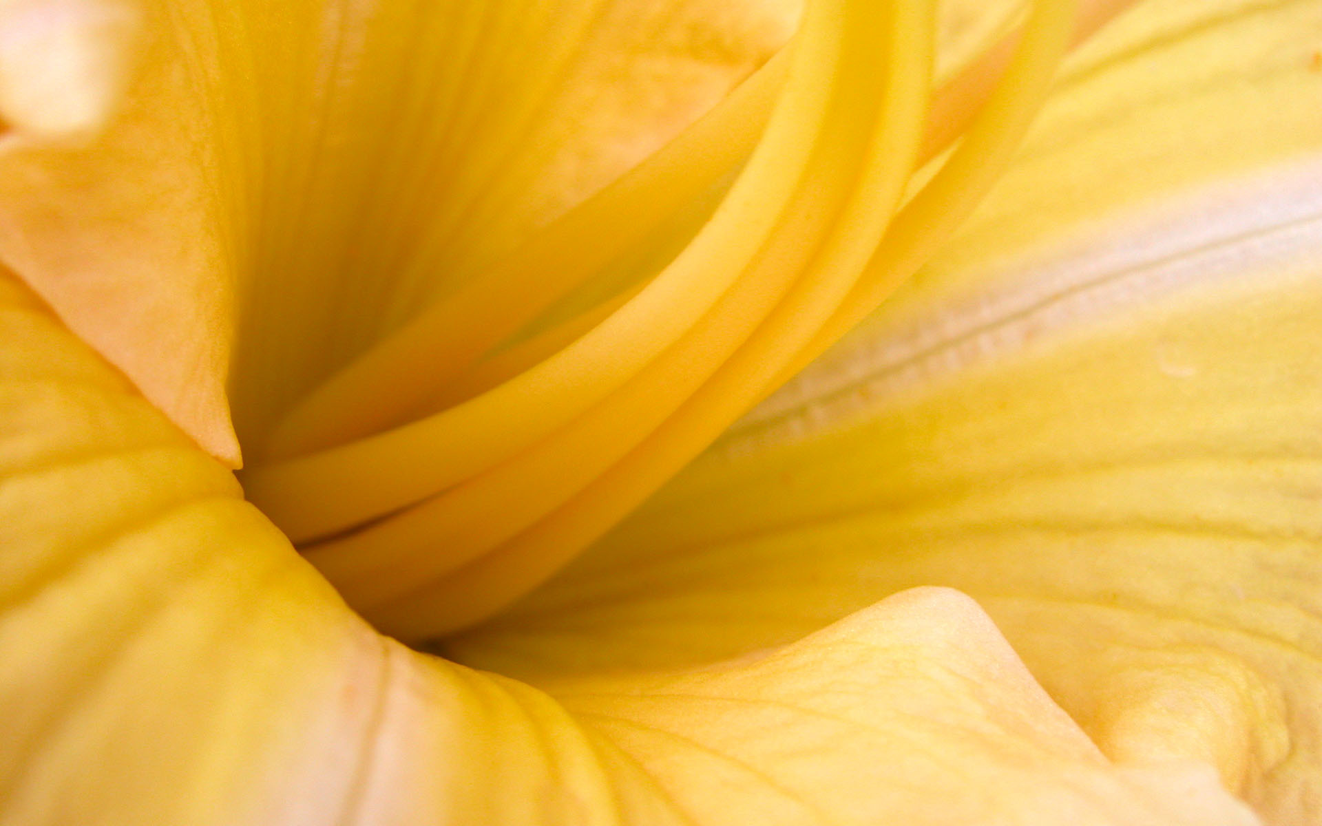 1920x1200 Yellow flower wallpapers and stock photos