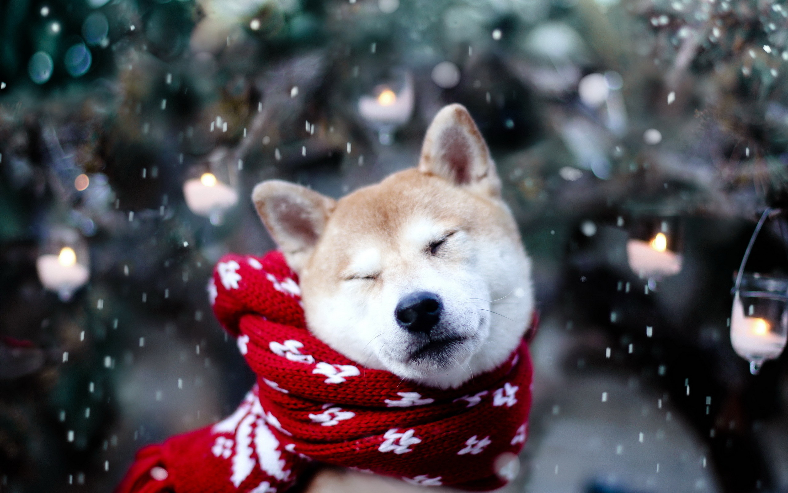 2560x1600 Animal - Dog Cute Snow Winter Wallpaper