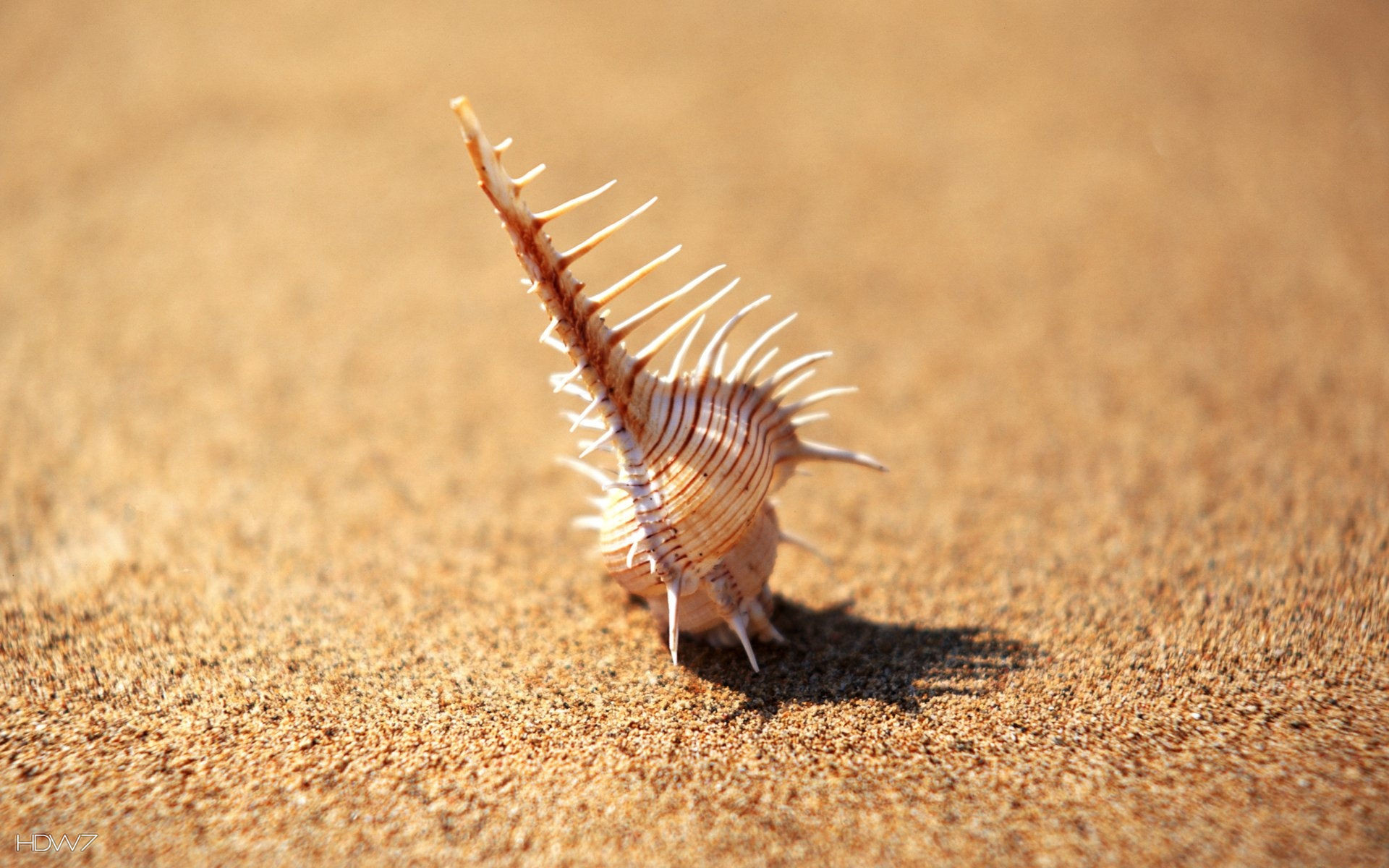 1920x1200 seashell on the beach in a sunny day wallpaper
