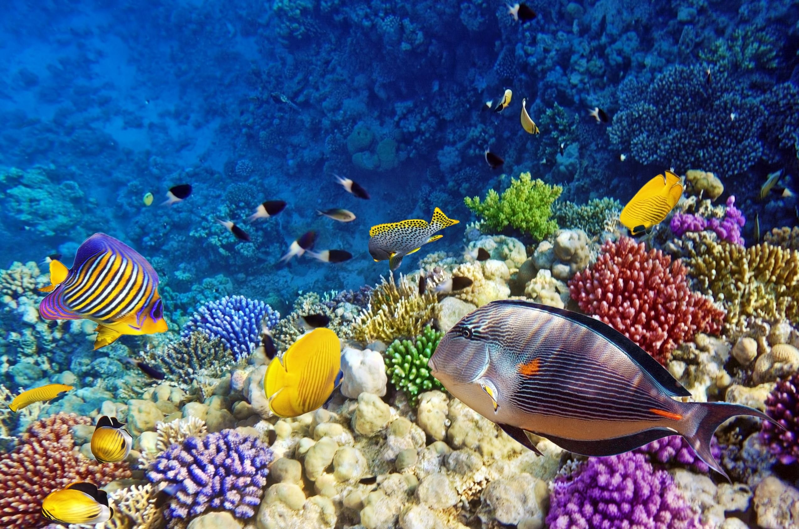 2548x1688 underwater, Fish, Fishes, Ocean, Sea, Tropical, Reef Wallpapers HD /  Desktop and Mobile Backgrounds