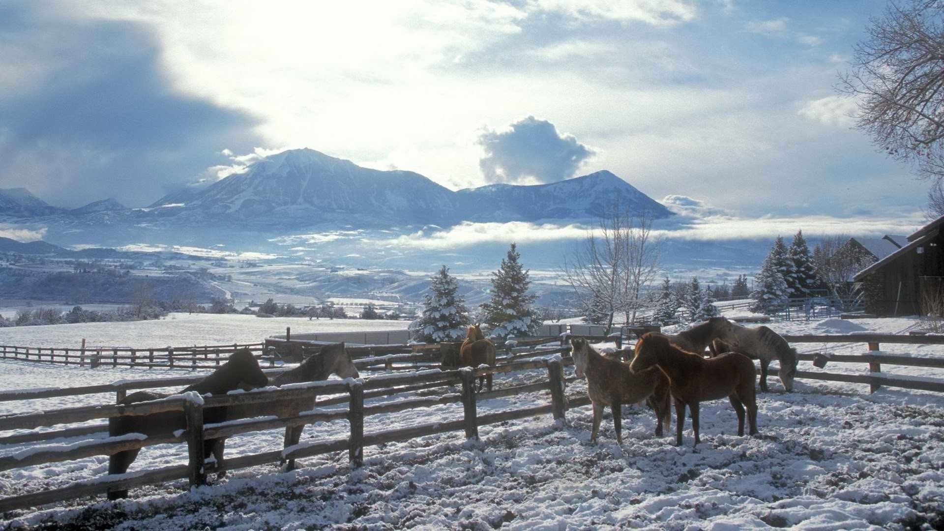 1920x1080 Clouds landscapes nature winter snow trees skylines fences country horses  horse fence wallpaper |  | 80479 | WallpaperUP