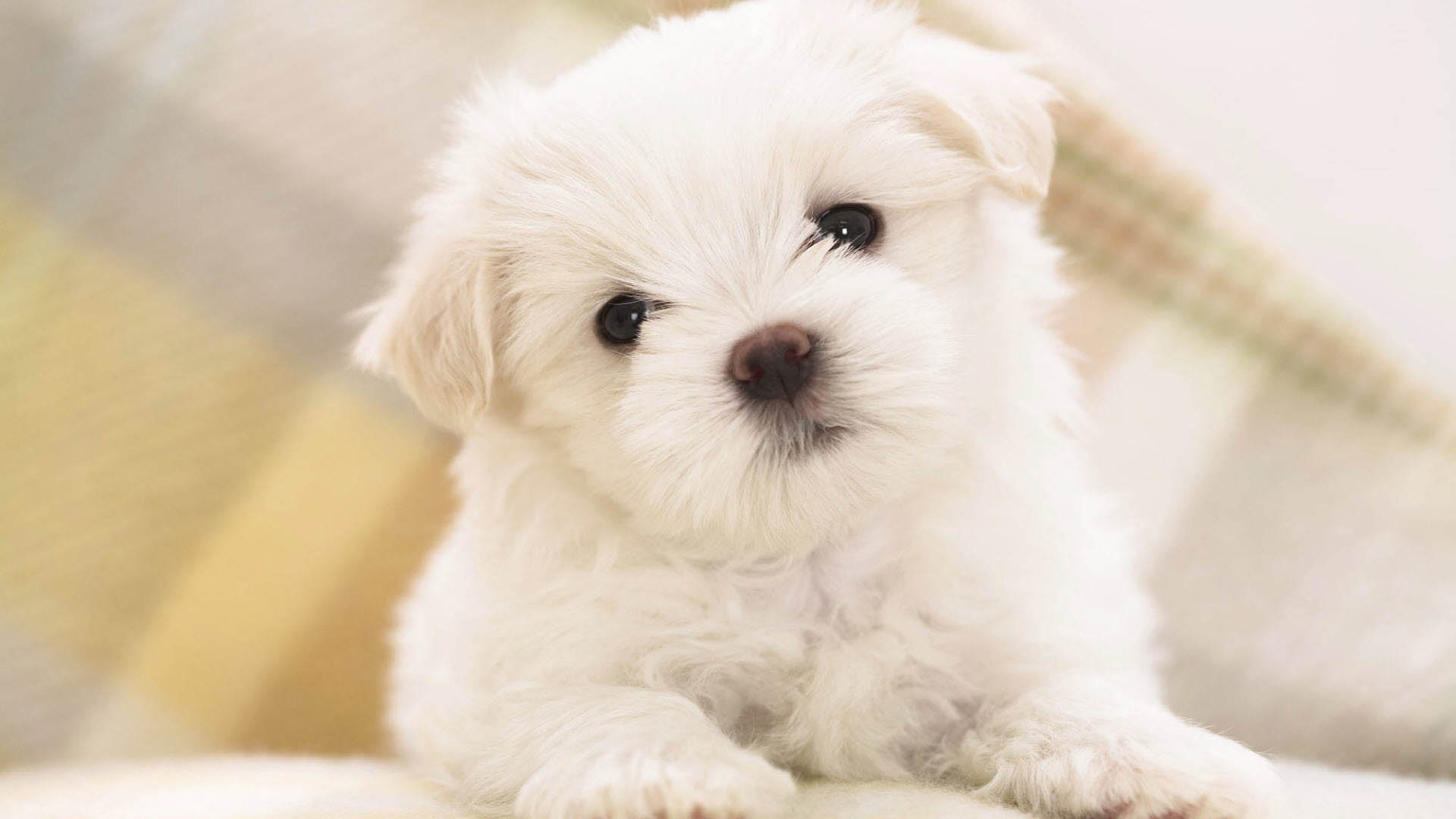 1920x1080 cute Dog Wallpapers