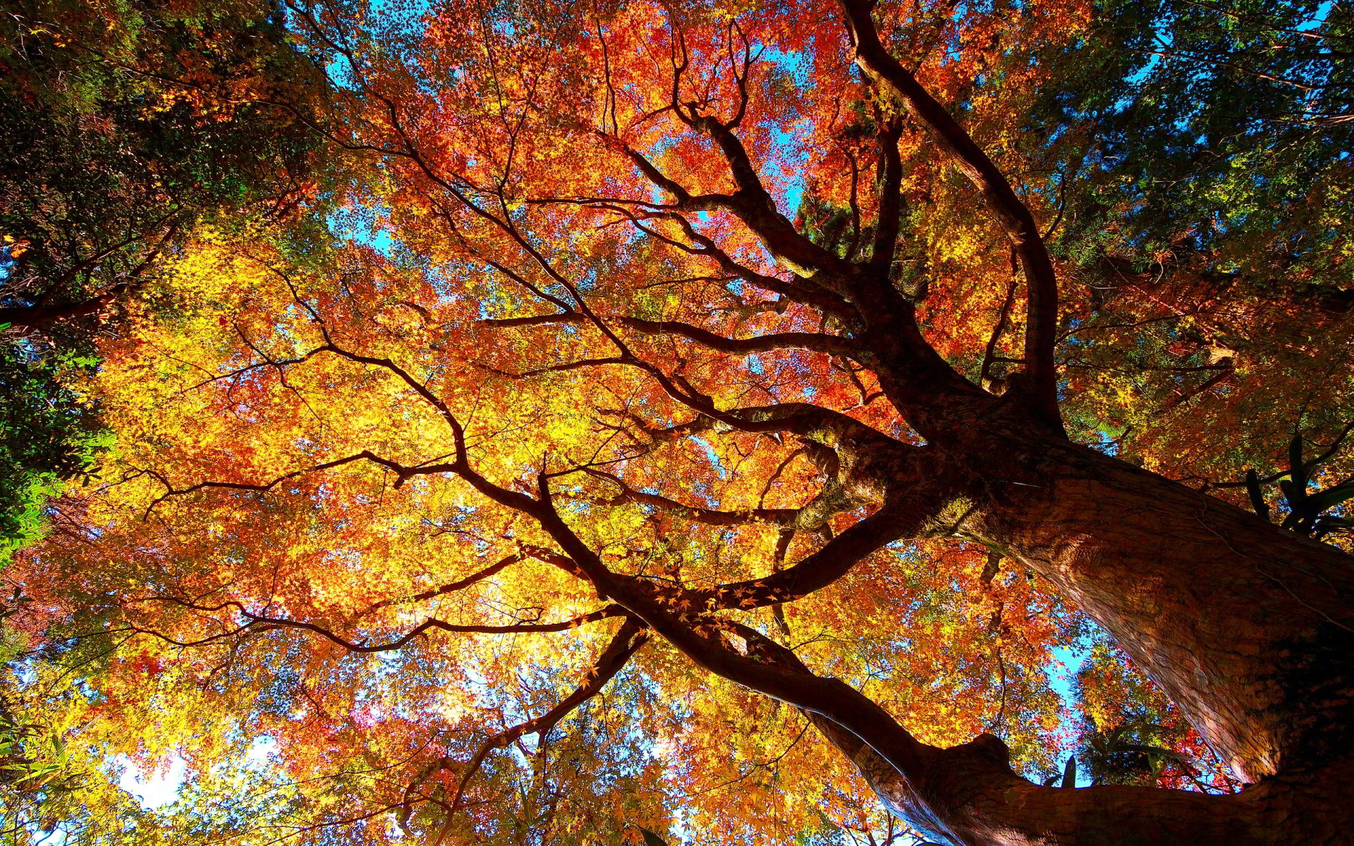 1920x1200 autumn tree forest. Â«Â«