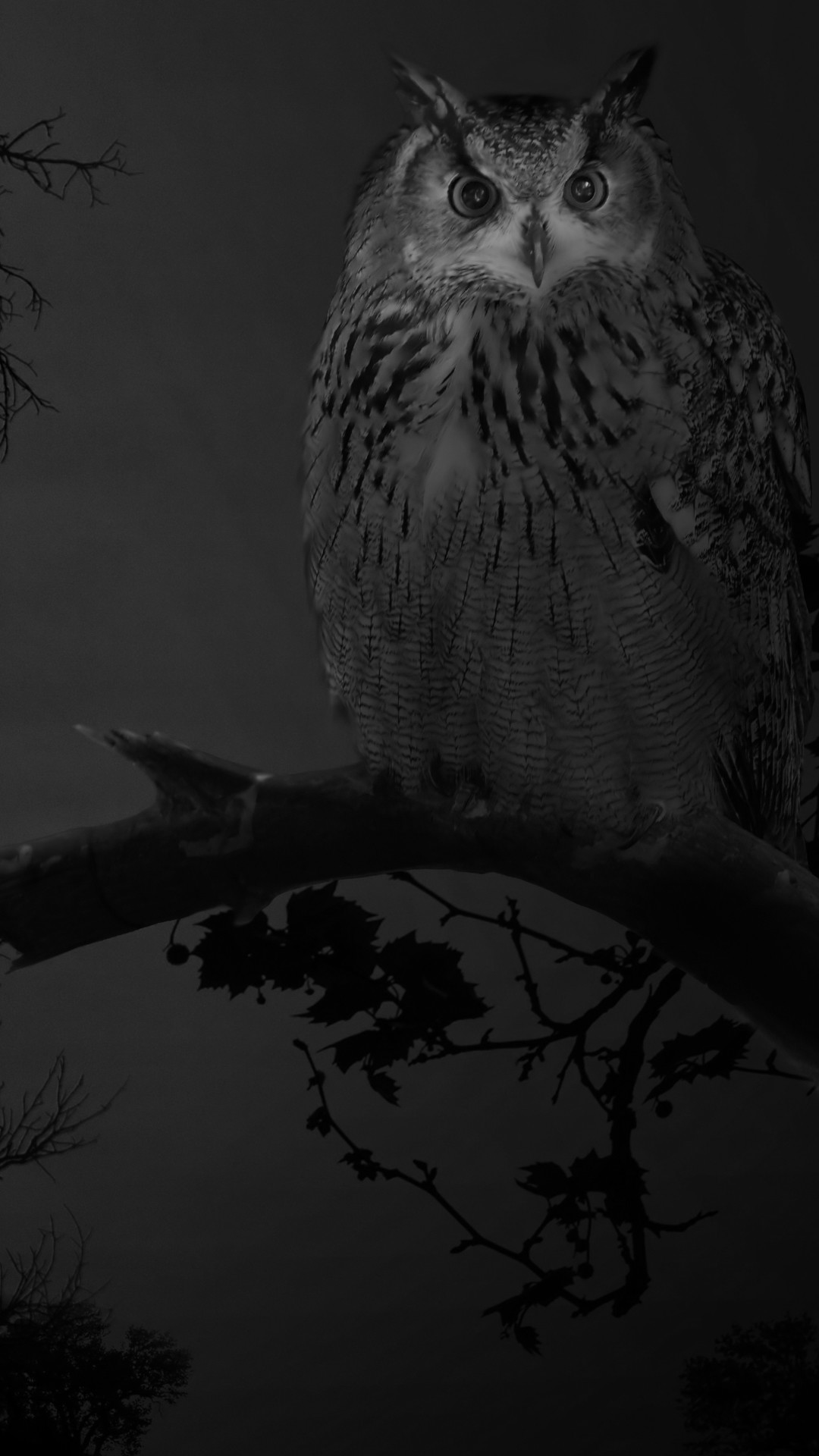 Snowy Owl With Black Background 4K 5K HD Wallpapers | HD Wallpapers | ID  #33132