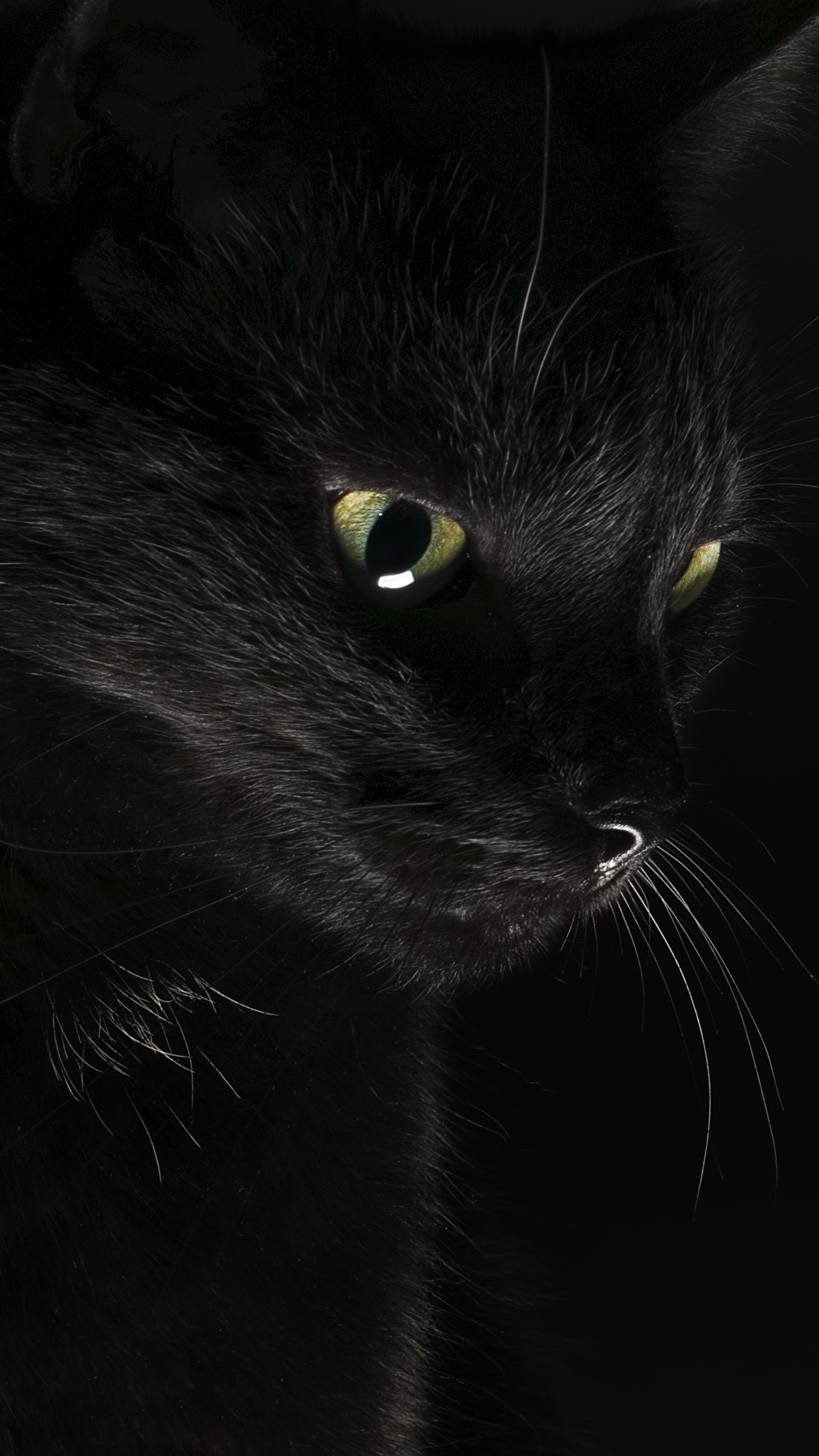 1440x2560 Picture Cats Black Animals Black background 