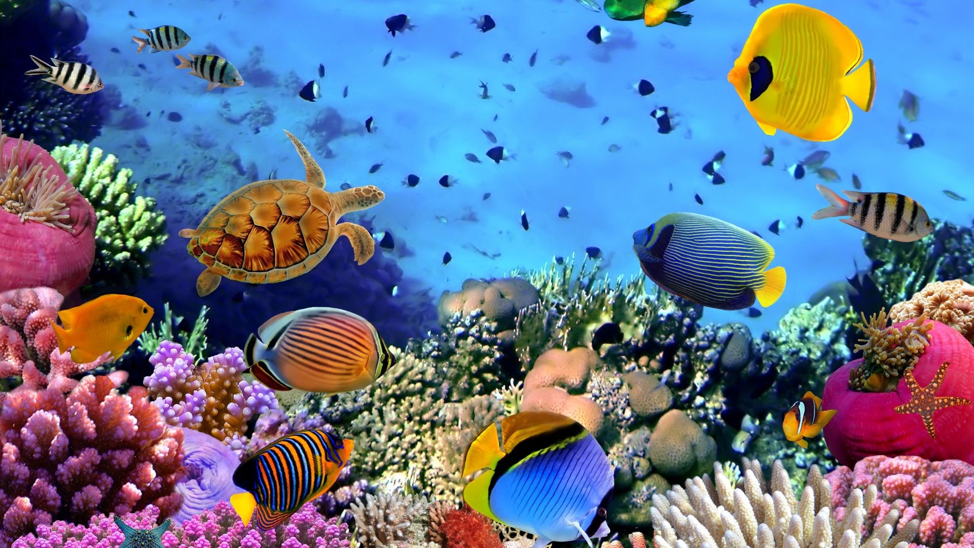1920x1080 Reef Tag - Tropical Coral Reefs Ocean Reef Fishes Underwater Wallpaper  Pictures Free for HD 16