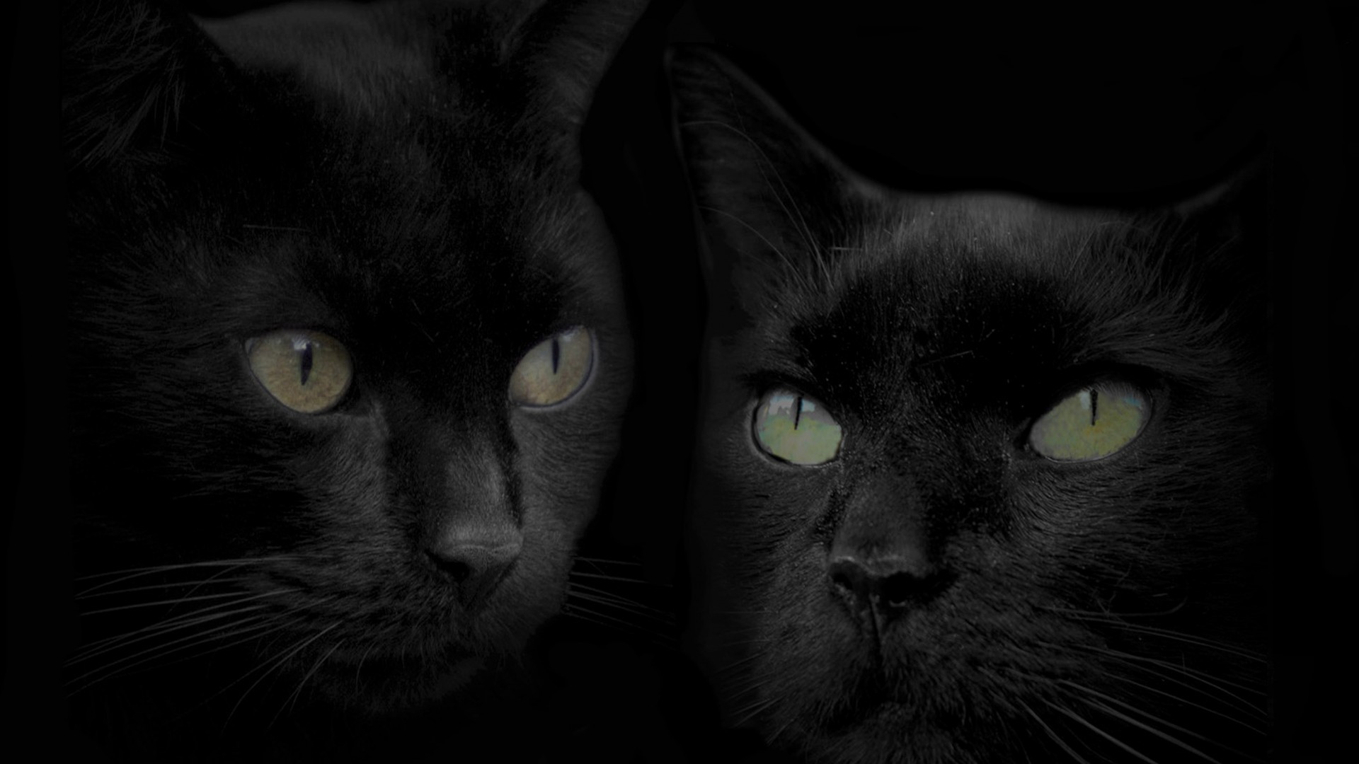 1920x1080 Katzen Hintergrund entitled Beautiful Black Katzen