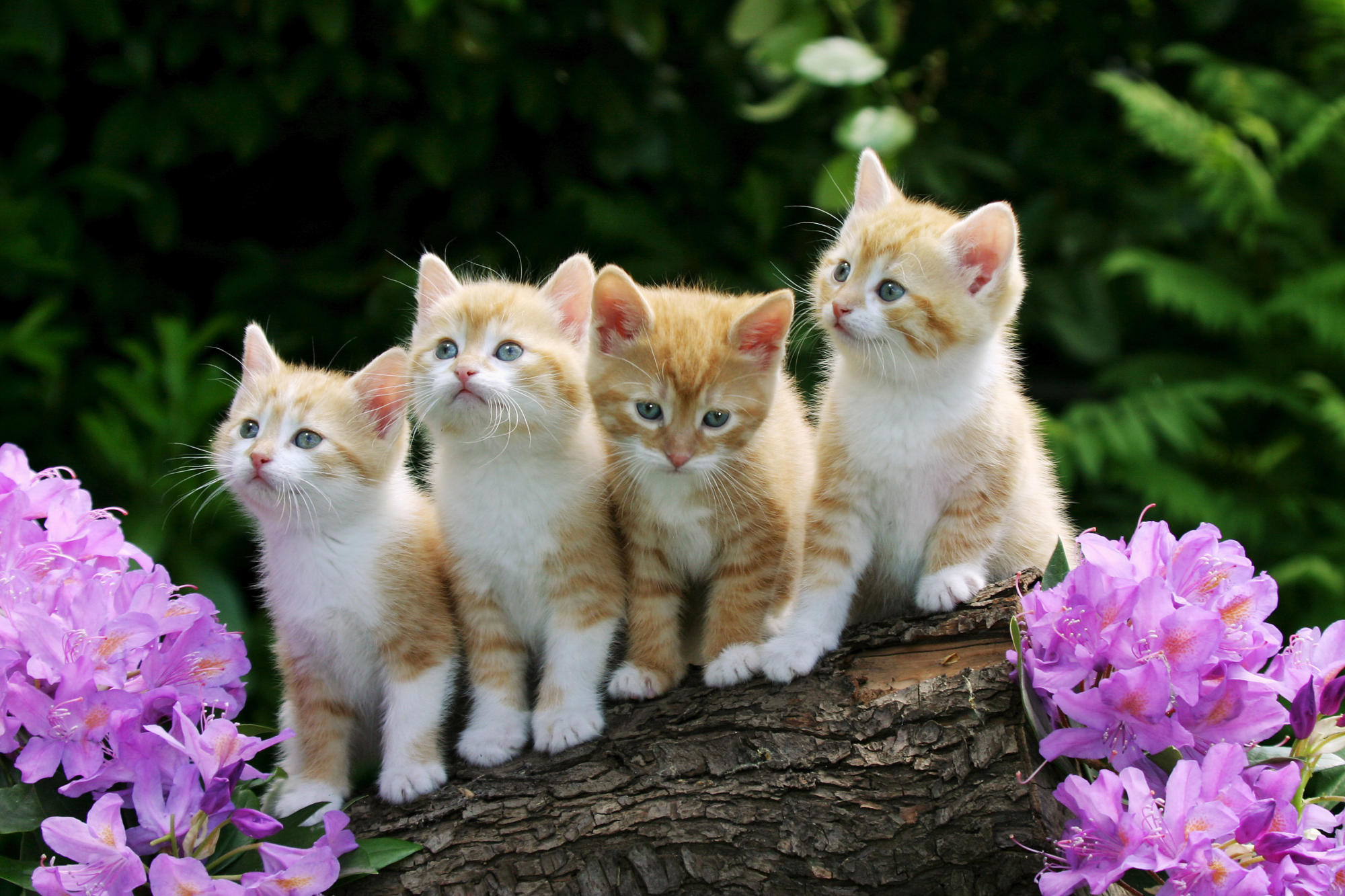 2000x1333 cute baby cats cute baby cats wallpaper baby cat wallpaper baby cats .