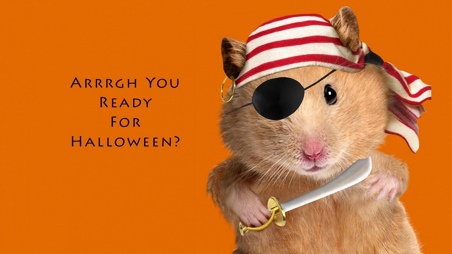 1920x1080 funny halloween pirate hamster HD wallpapers