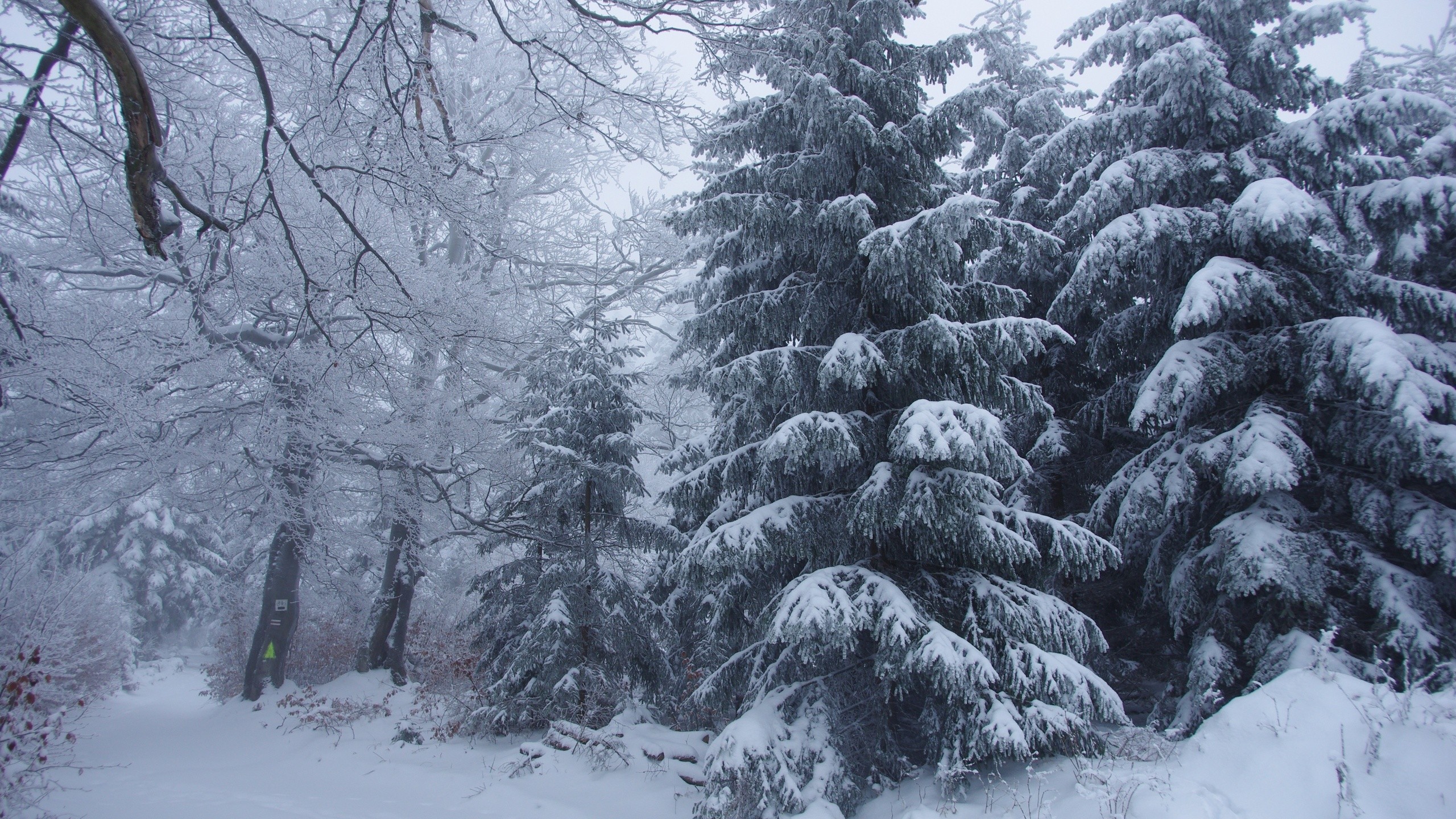 2560x1440 Winter Forest Photos