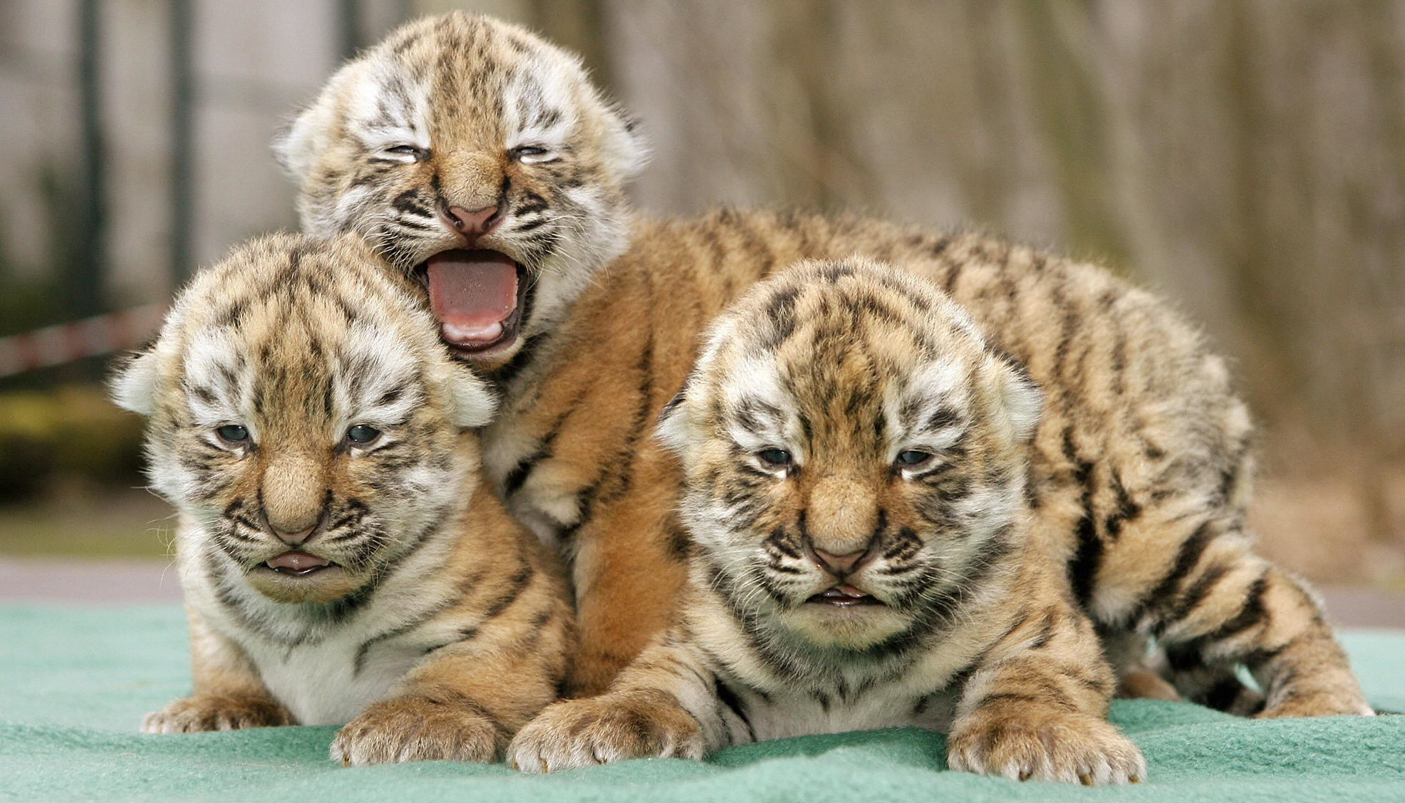 1972x1127 Cute pictures of baby tigers dowload