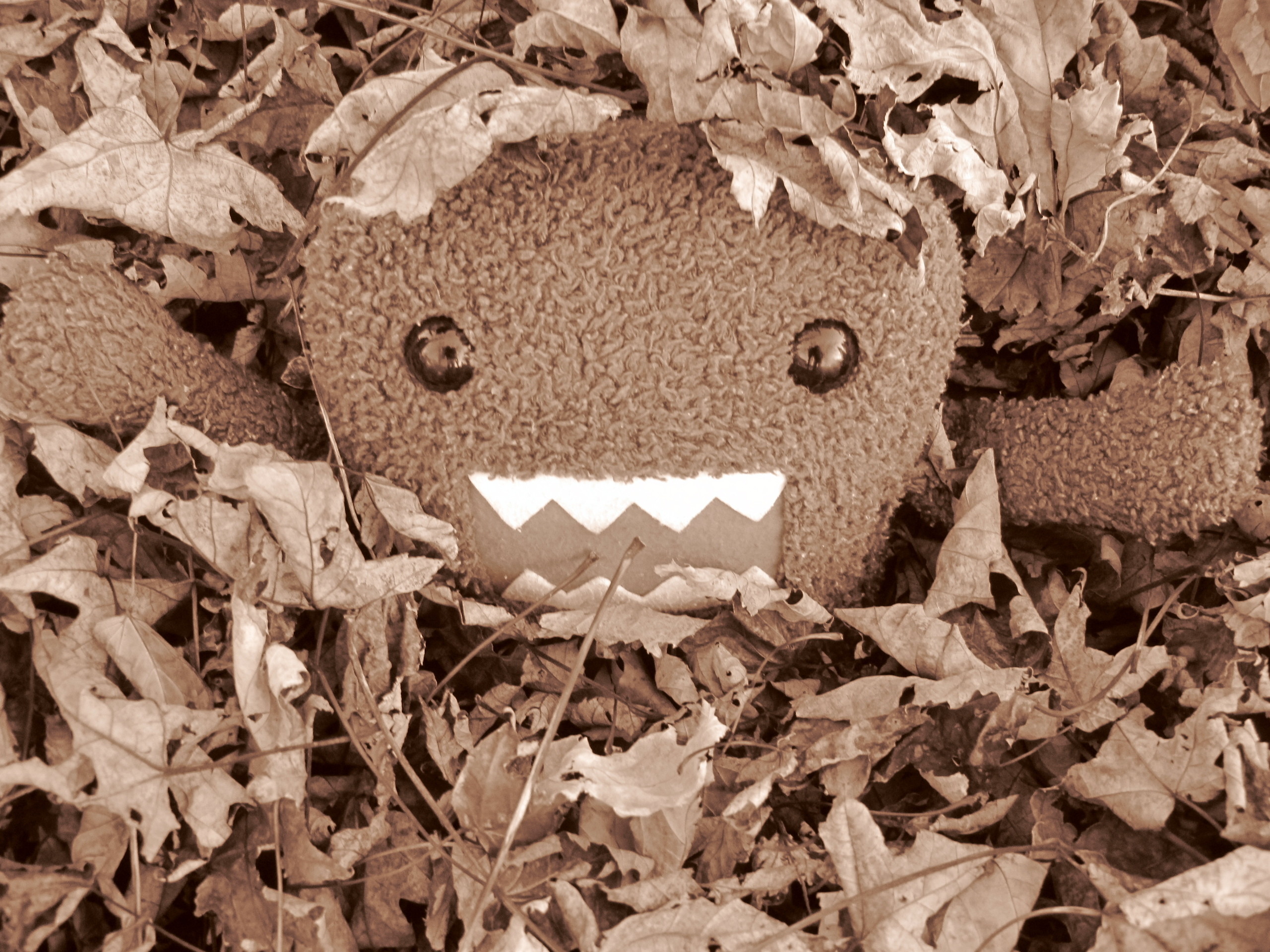 2560x1920 Domo images Domo's first leaf pile HD wallpaper and background photos