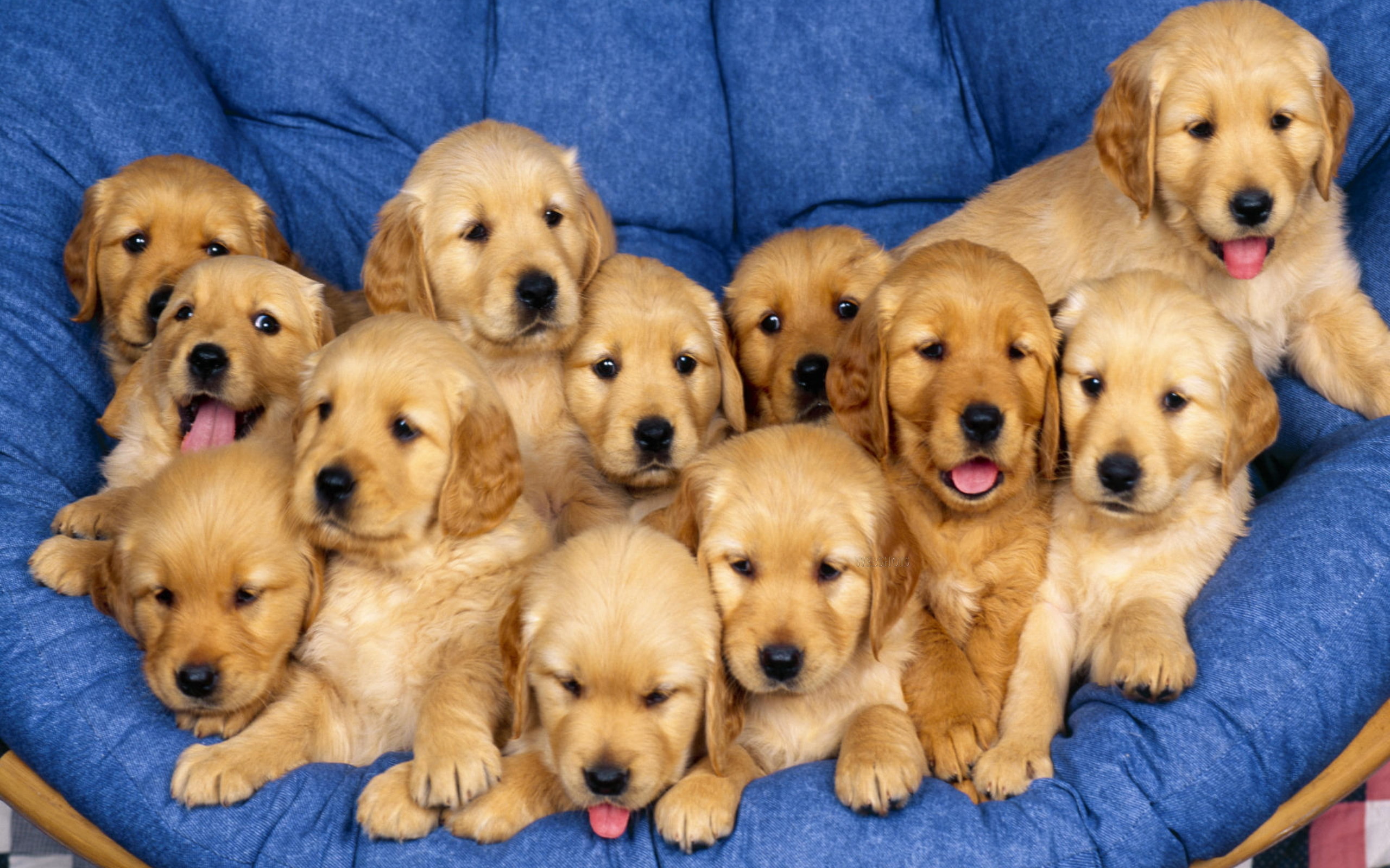 2560x1600 0 1280x960 Dogs Wallpaper  Dogs Wallpapers, Full HD 1080p, Best HD Dogs  Wallpapers, GG.YAN