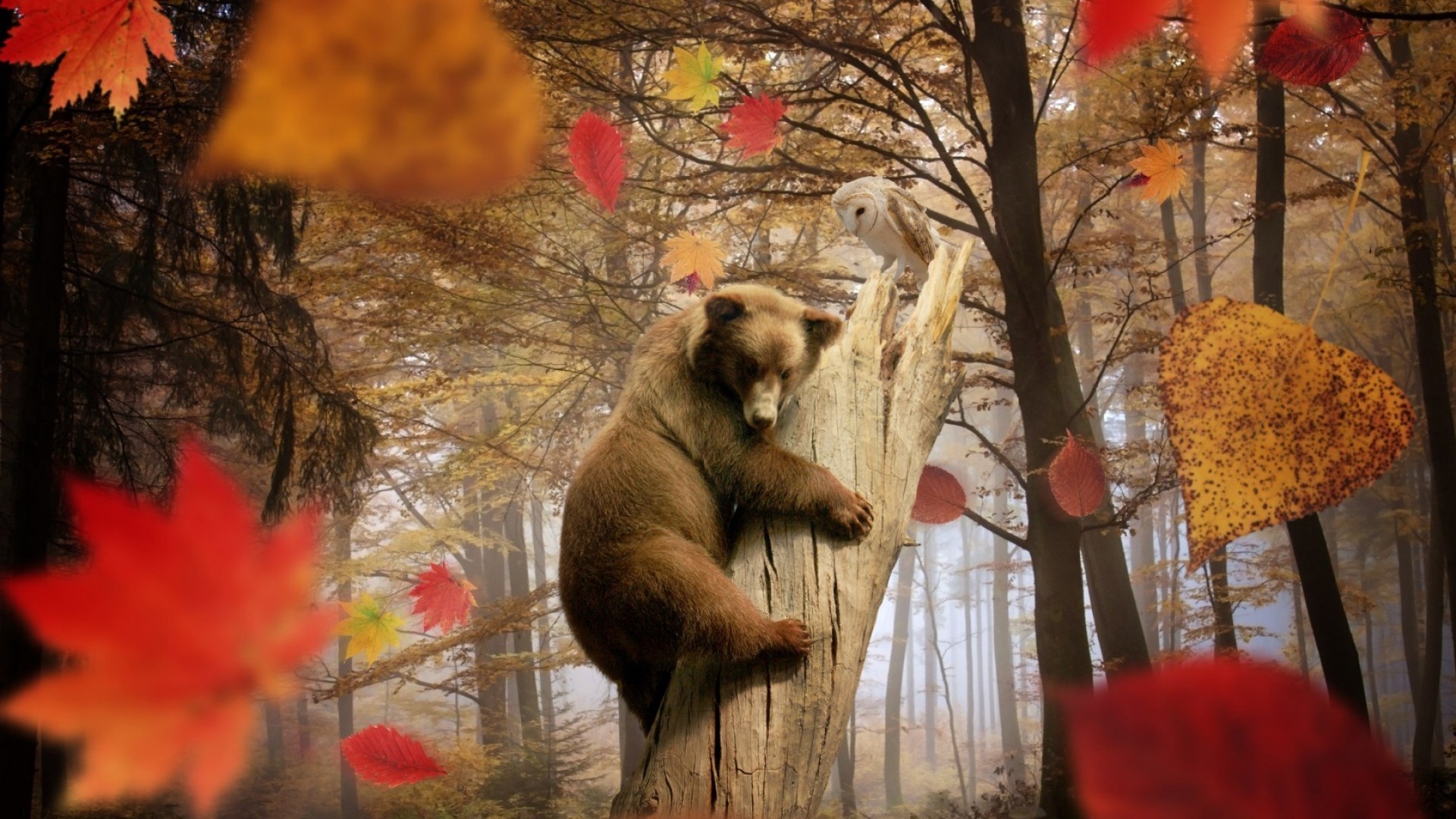 1920x1080 nature, Landscape, Trees, Leaves, Fall, Animals, Bears, Birds, Owl, Branch,  Mist, Dead Trees, Photo Manipulation, Climbing Wallpapers HD / Desktop and  ...