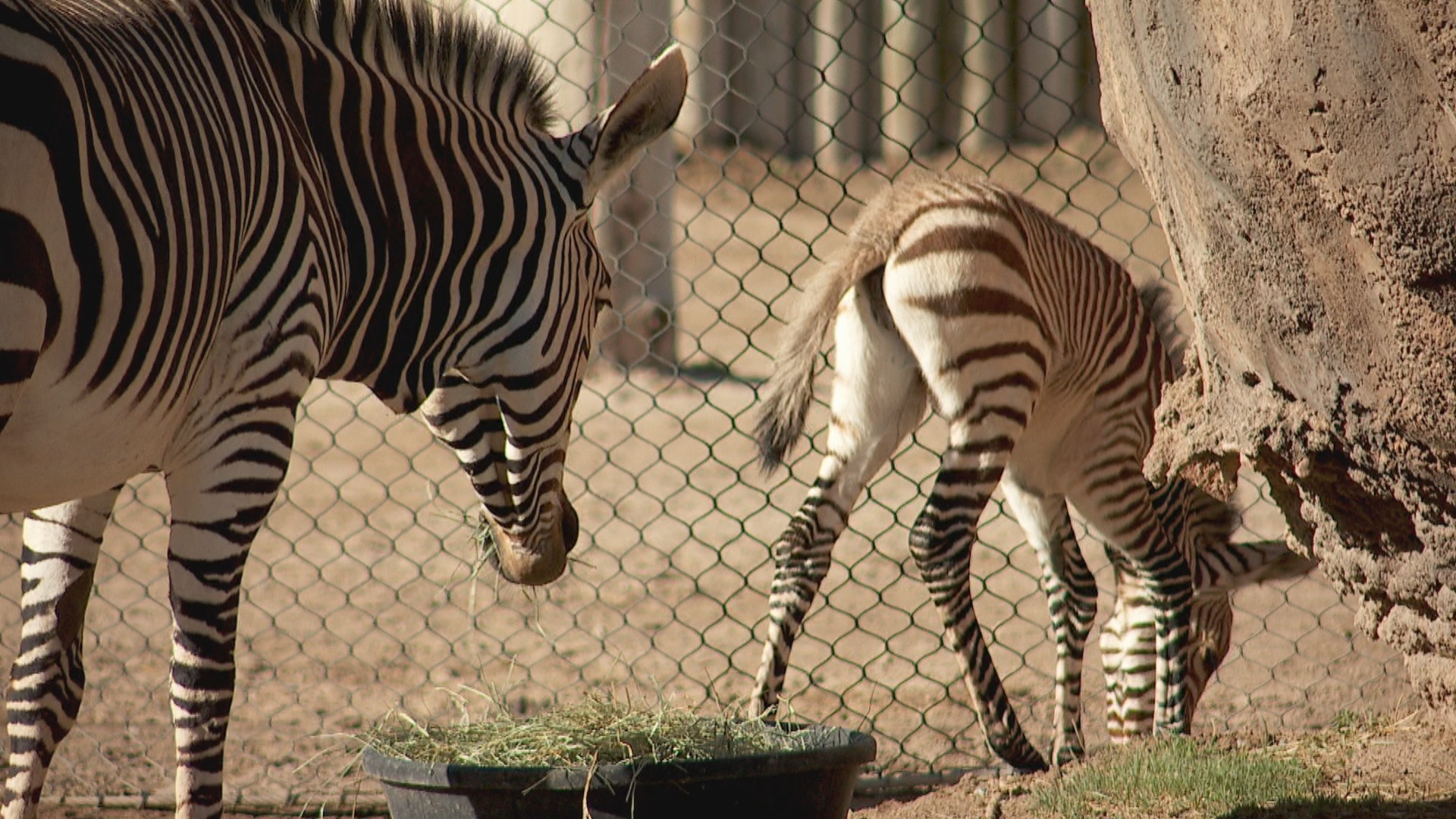 1920x1080 Utah's Hogle Zoo introduced its new baby zebra born June 2 on Thursday.  (Photo