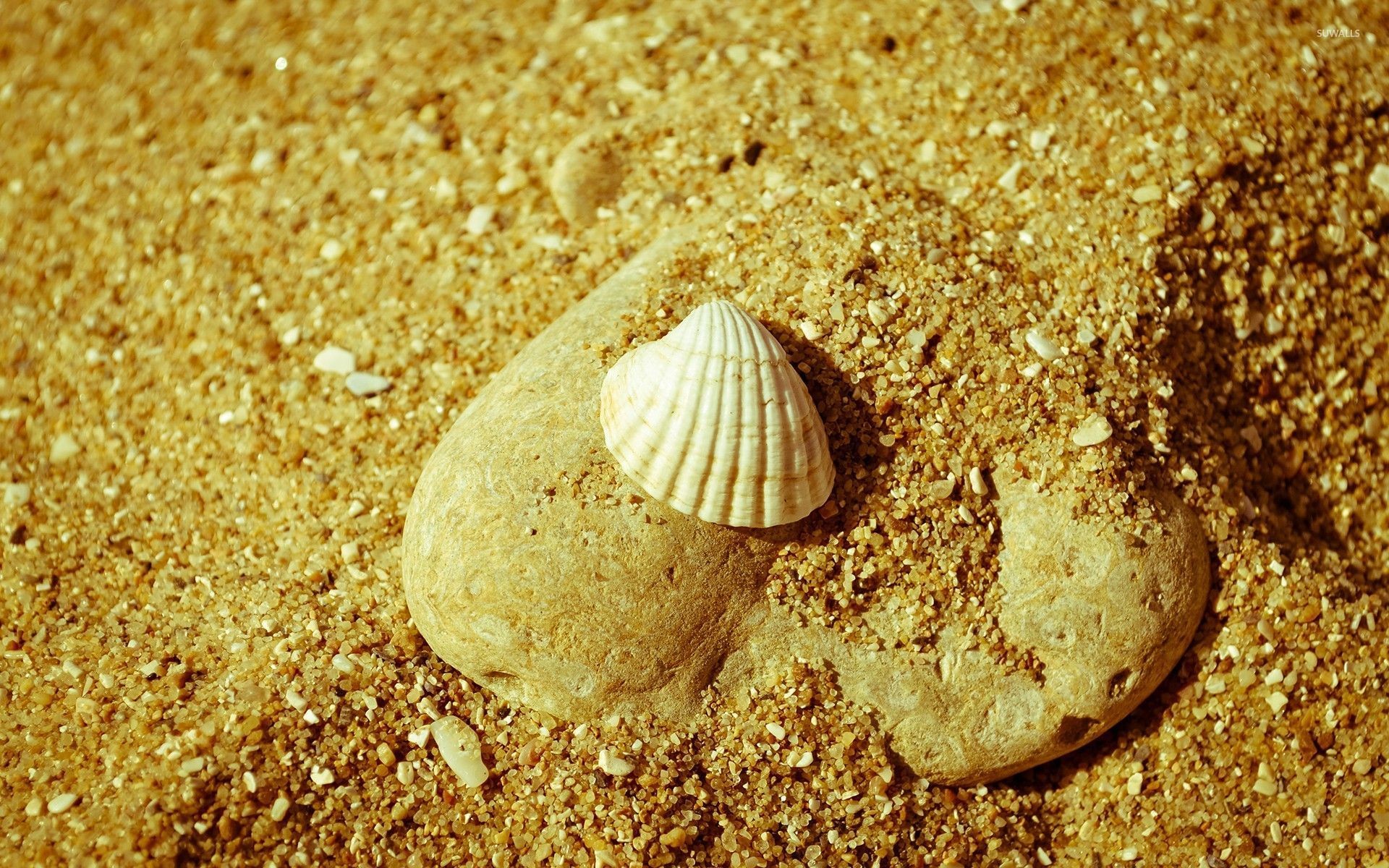1920x1200 Seashell on sand wallpaper