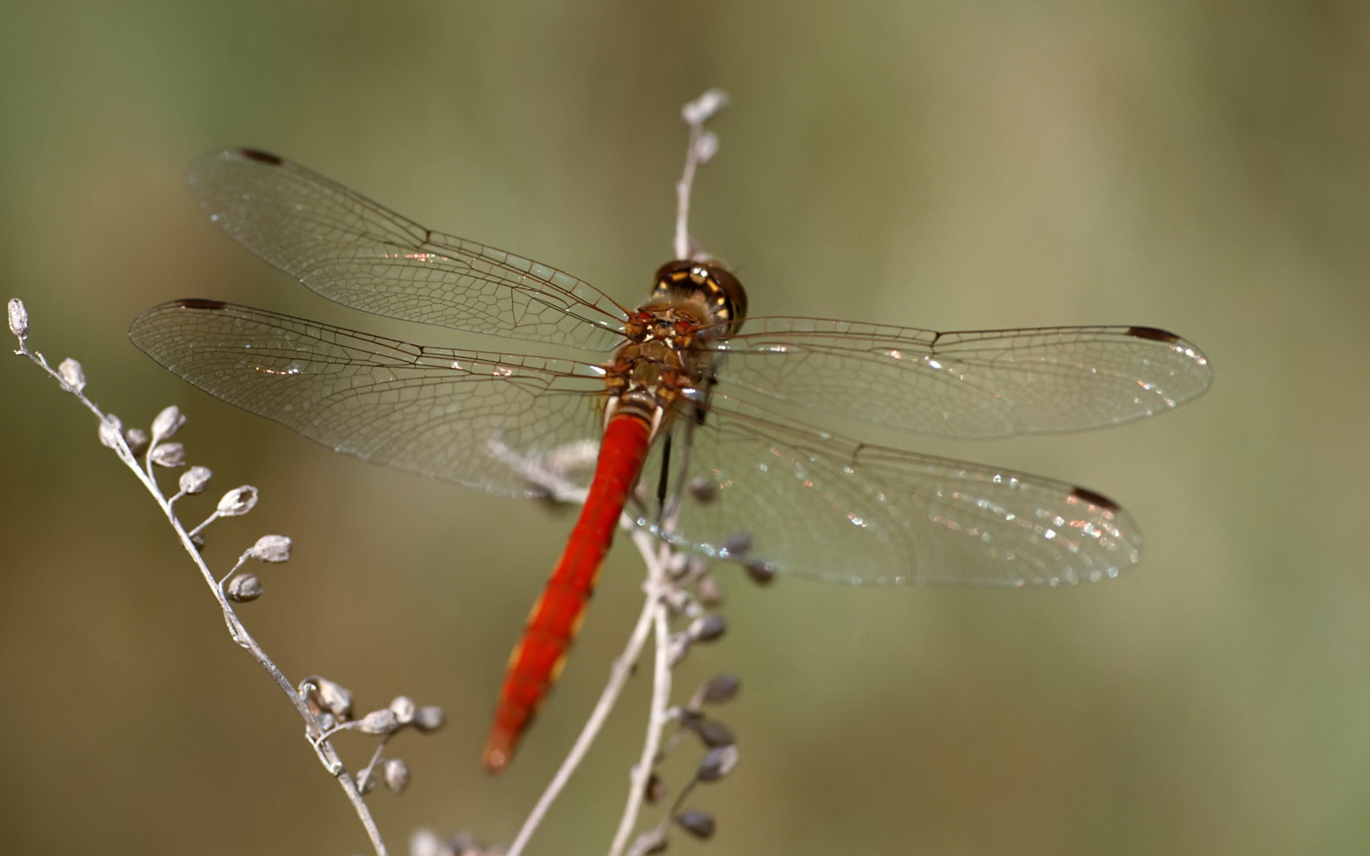 1920x1200 Red Dragonfly Flying Â· Colorful Dragonfly Wallpaper