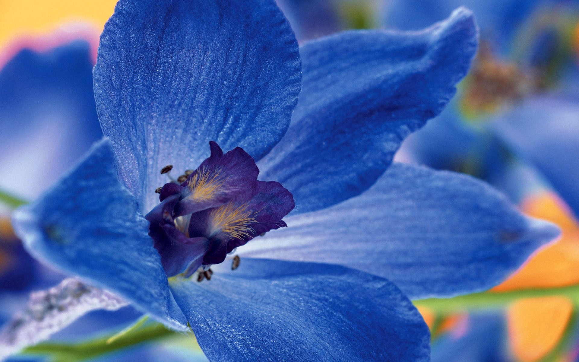 1920x1200 blue flowers backgrounds. Â«Â«
