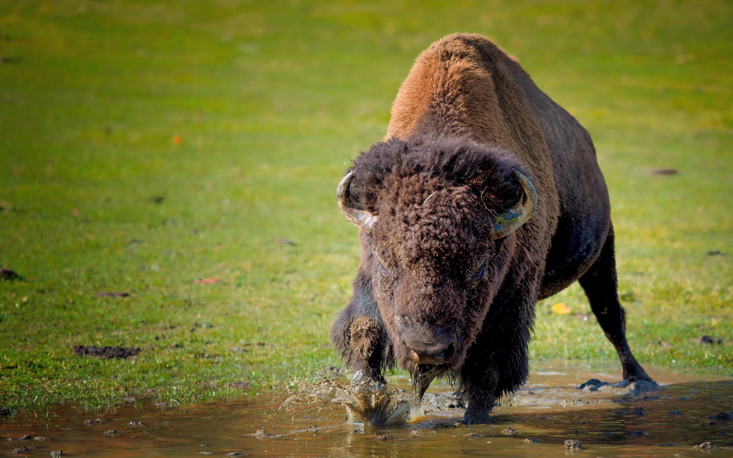 2560x1600 American Bison Wallpaper | Pictures of Bison | Cool Wallpapers