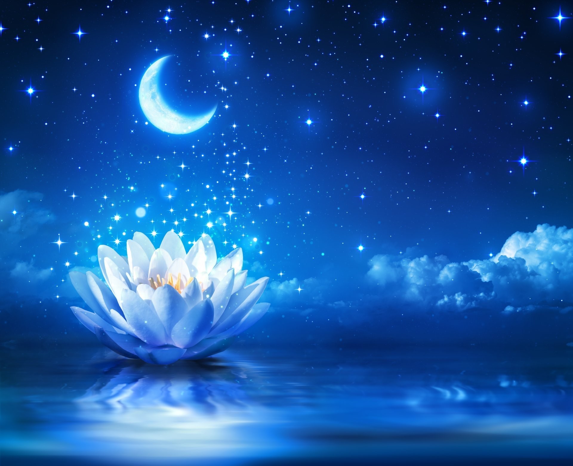 1920x1562 water lily flower bloom water sparkle lotus flower water lights