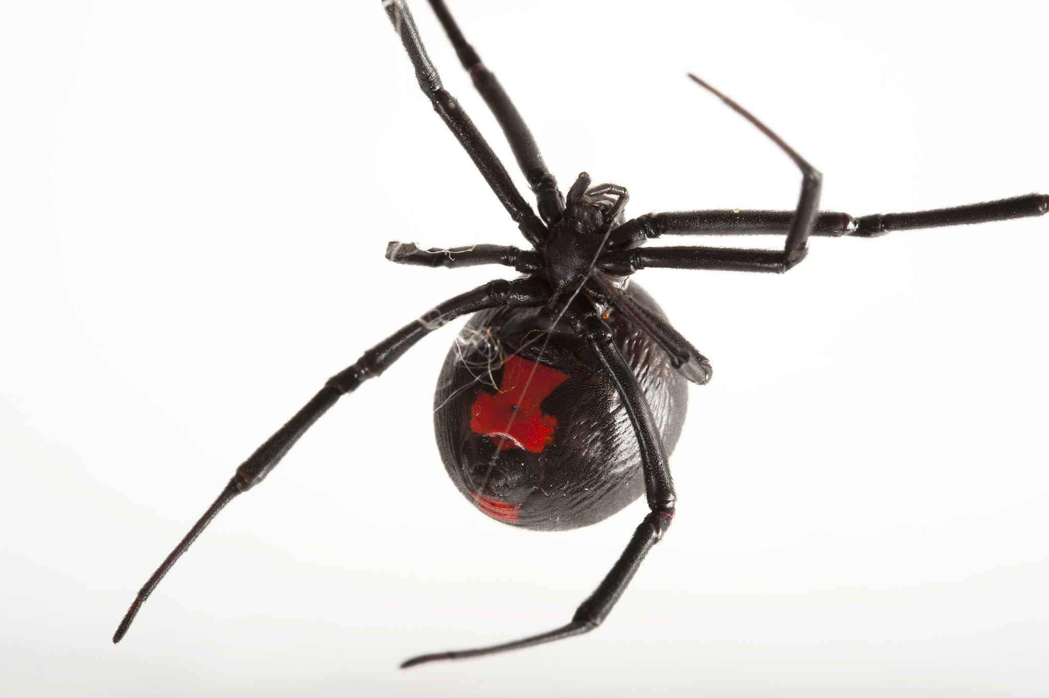 2048x1363 Uncategorized widow spider stock illustration royalty free - Female Black  Widow Spiders Are About 5 Inch