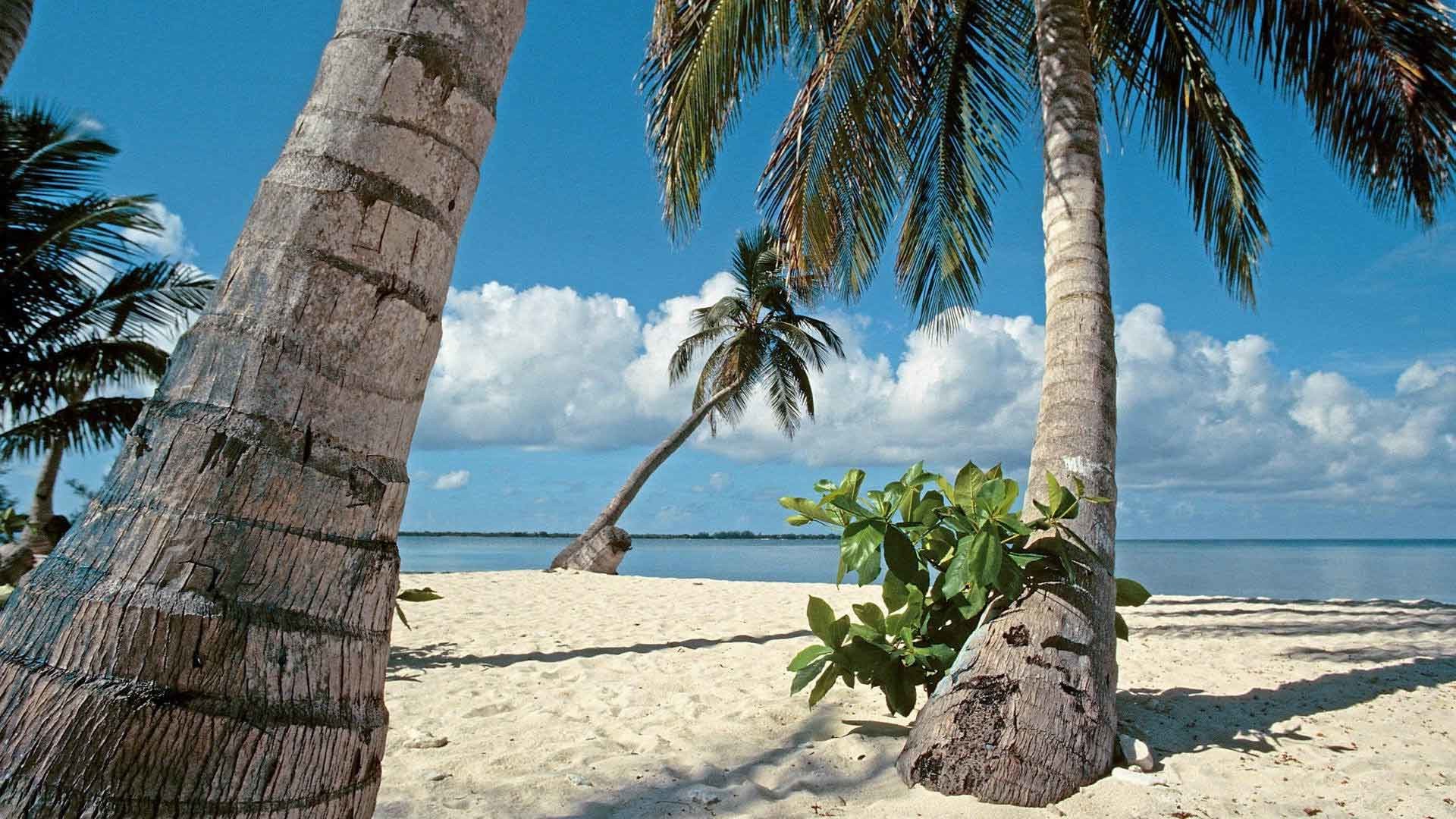 1920x1080 Beaches Trees Bay Honduras Palm Islands Nature Wallpaper Latest