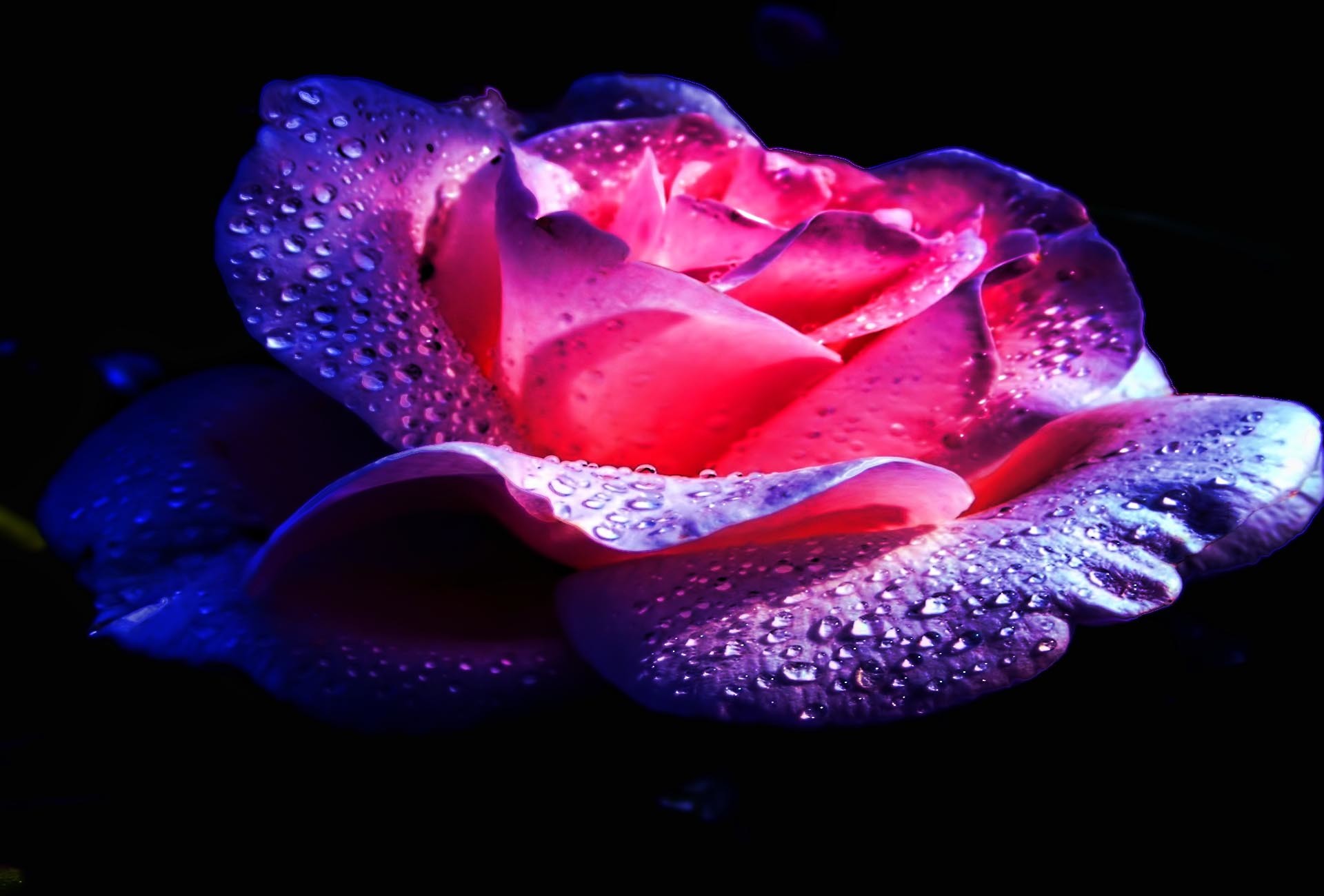 1920x1300 Rose HD Wallpaper | Background Image |  | ID:115774 - Wallpaper  Abyss