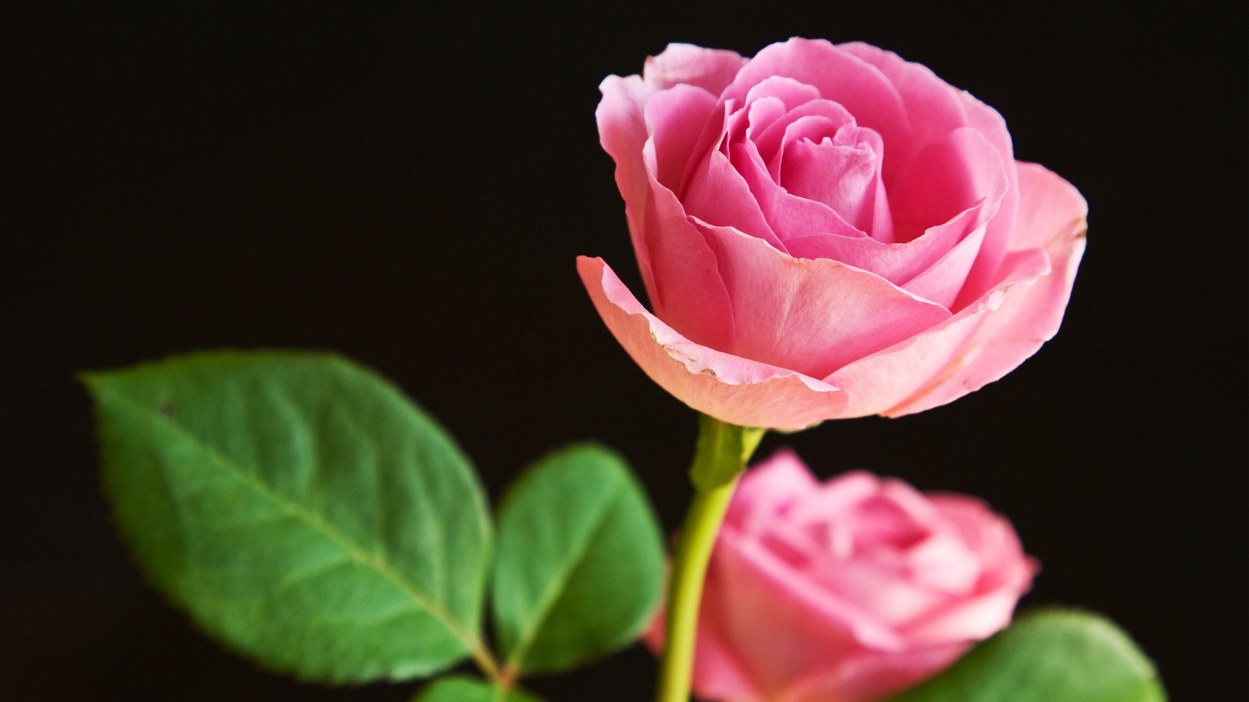 2560x1440 Beautiful Rose Flower Wallpaper HD Free.