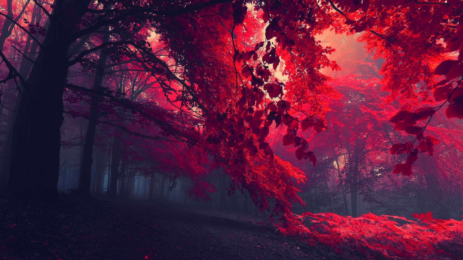 1920x1080 ... red forest eerie landscape desktop wallpaper ...