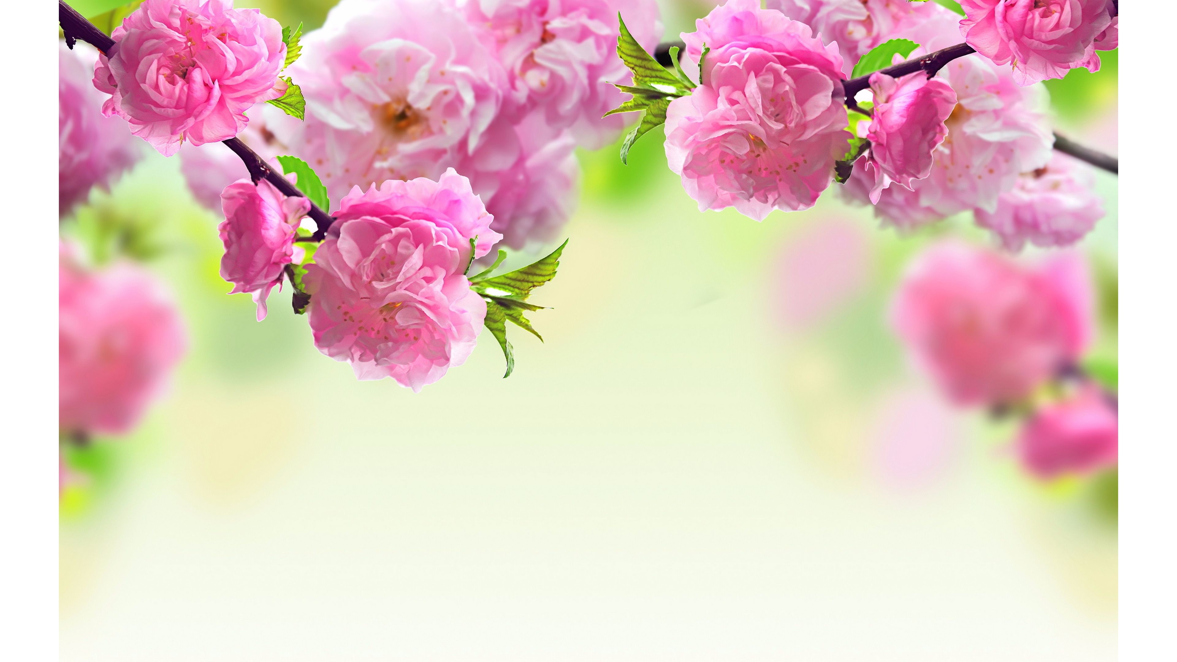 3840x2160 Pink Carnations 2016 Spring 4K Wallpaper