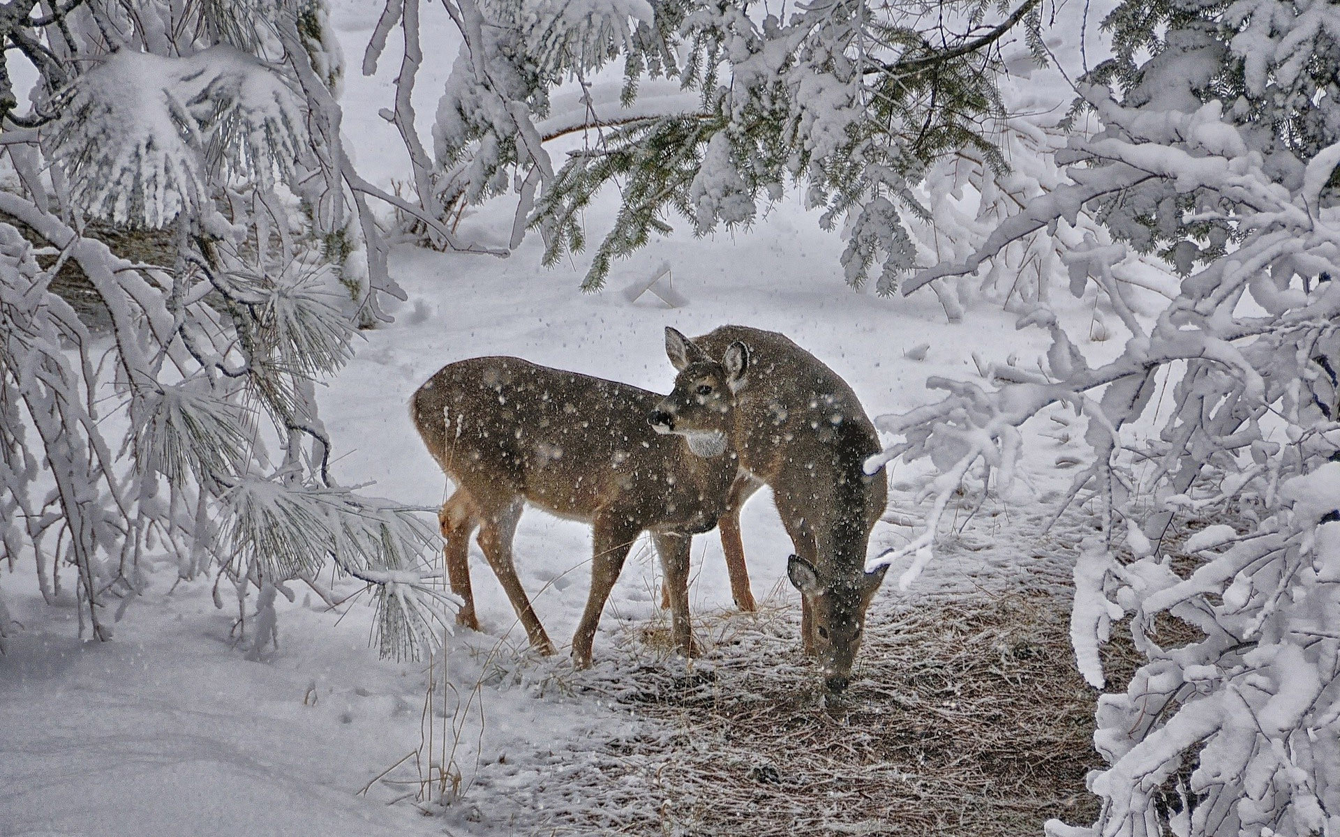 1920x1200 ... Deer in the snow HD Wallpaper 