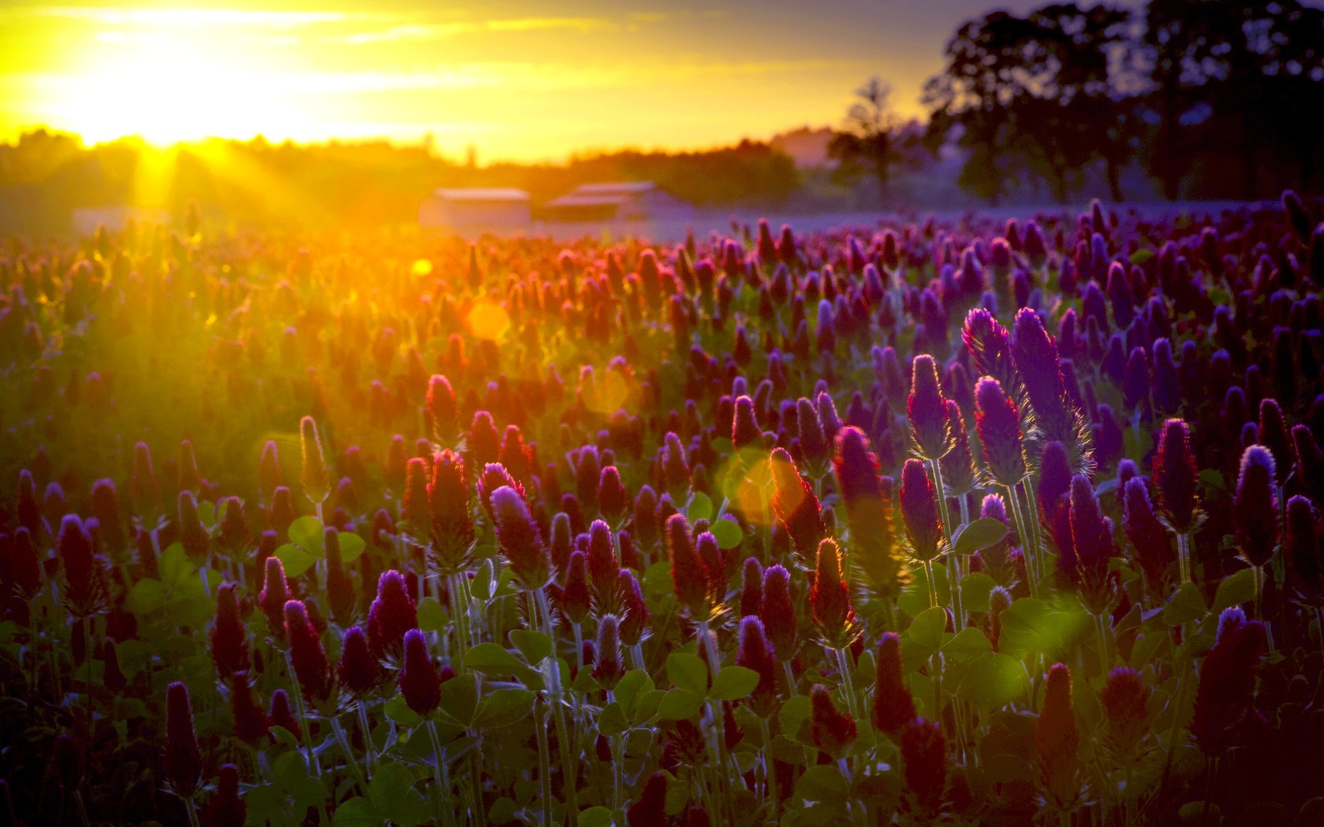 1920x1200 High Res Flower Field Wallpapers #803596 Wallpapers