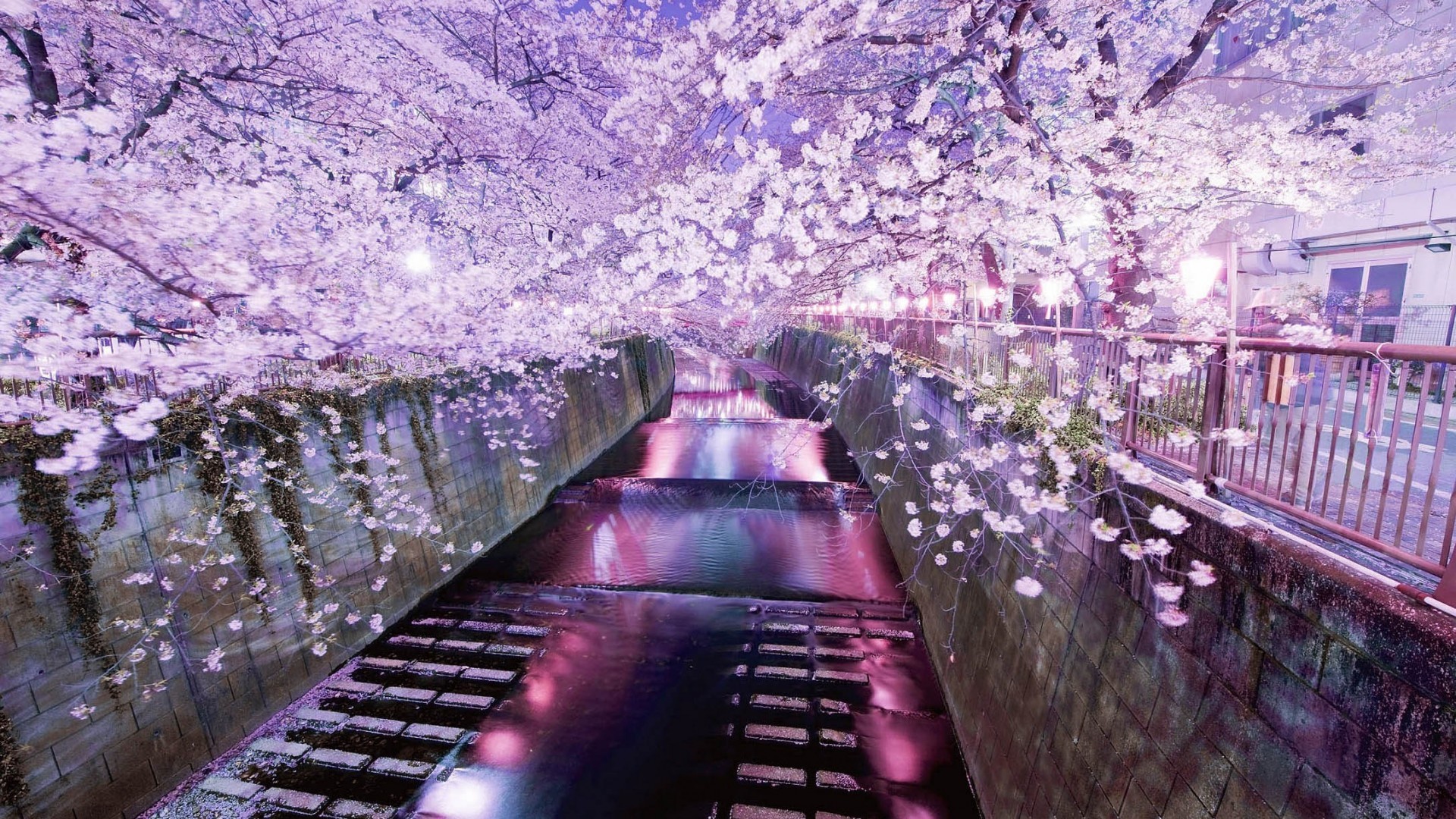 1920x1080 Japanese Cherry Blossom 26 HD Wallpaper